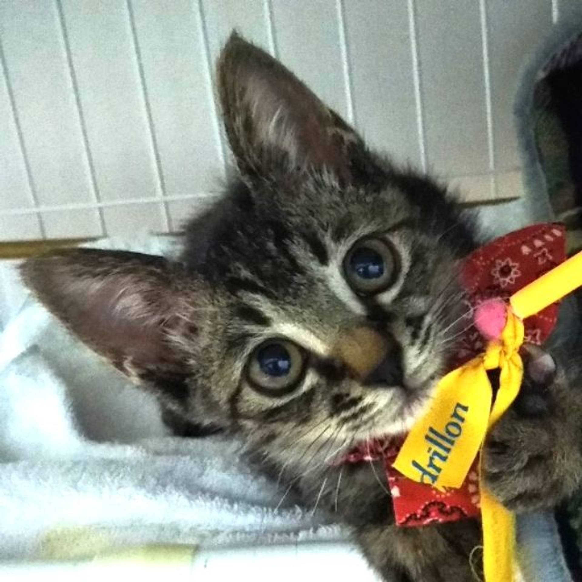 雑種（ミックス猫）・メスの里親募集の写真