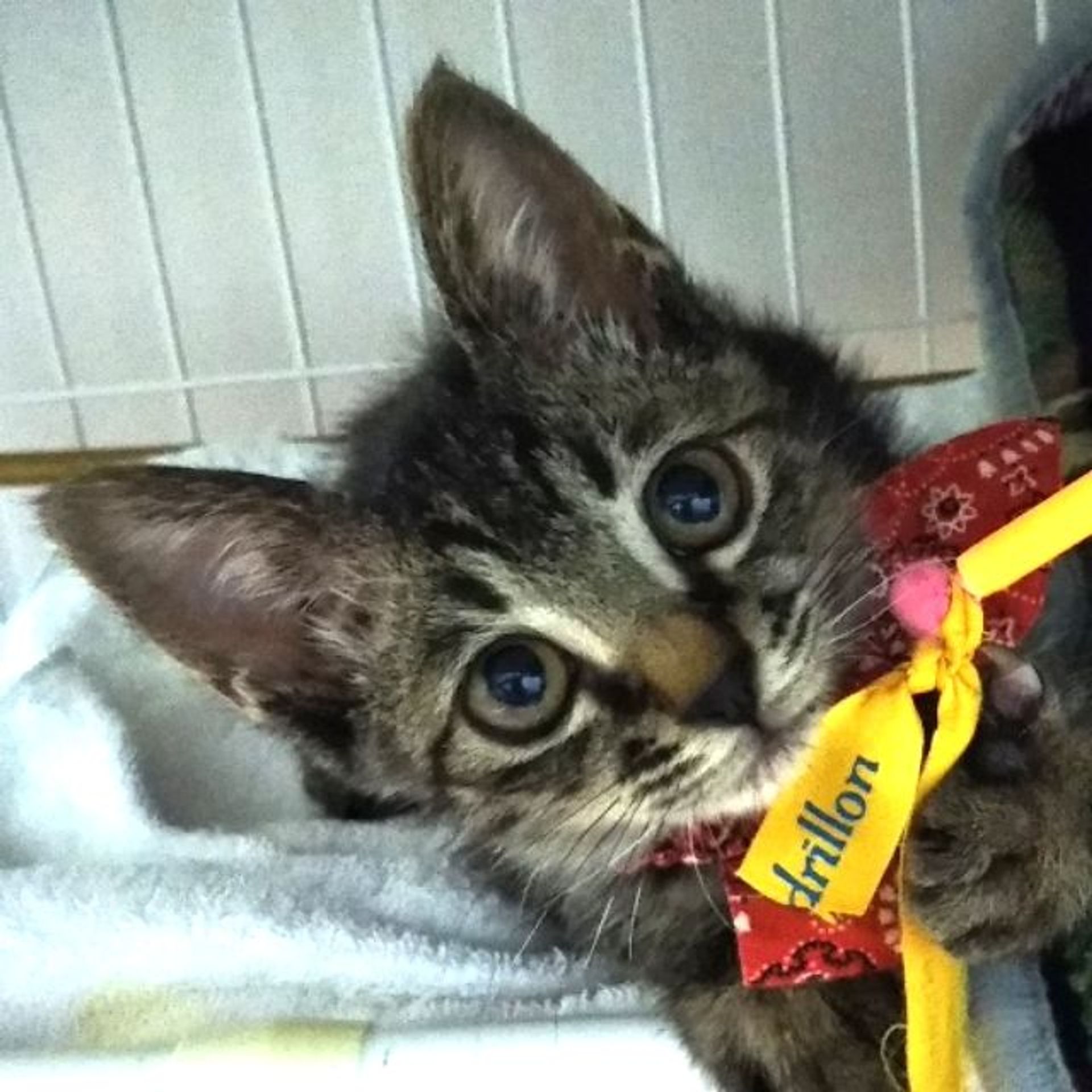 雑種（ミックス猫）・メスの里親募集の写真