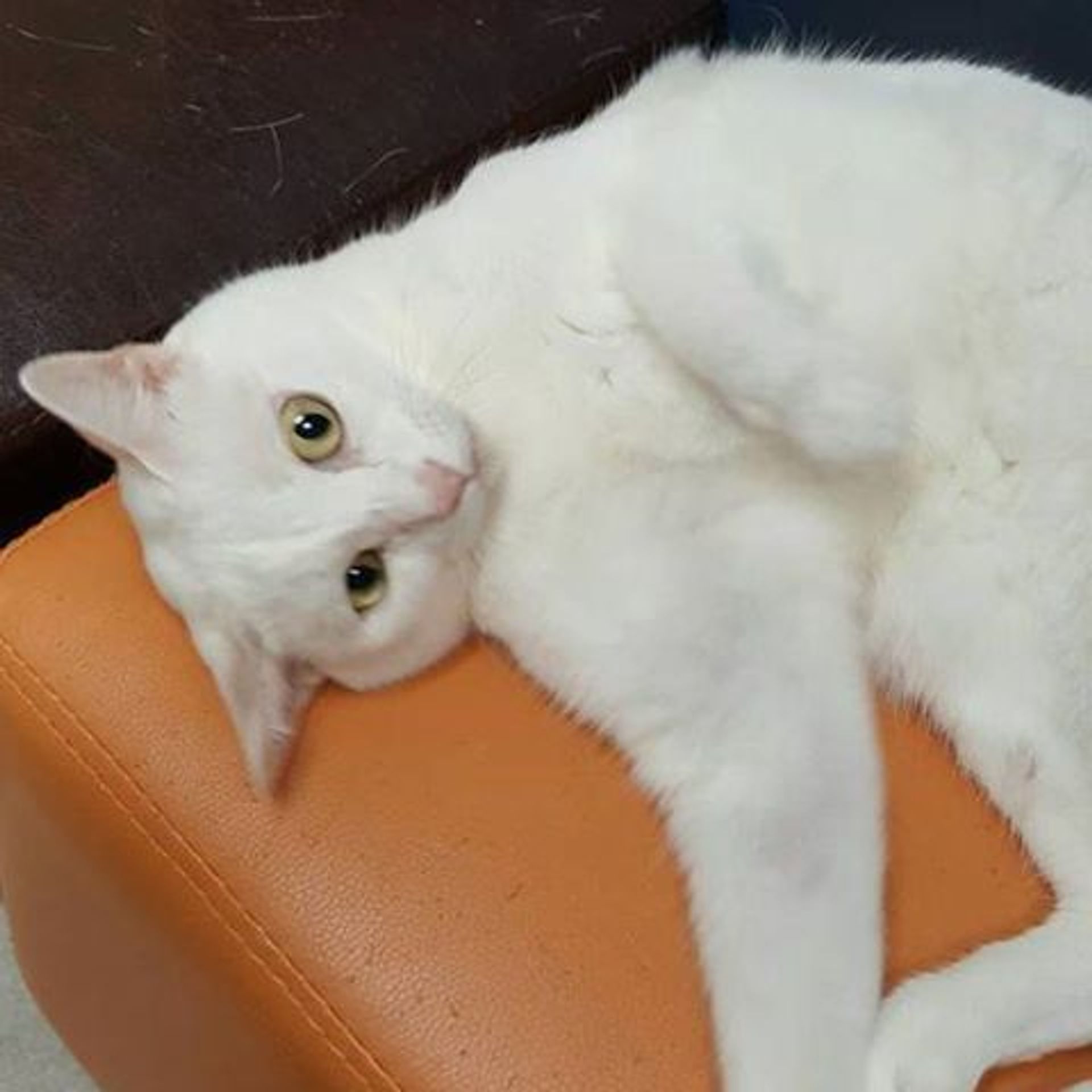 雑種（ミックス猫）・メスの里親募集の写真