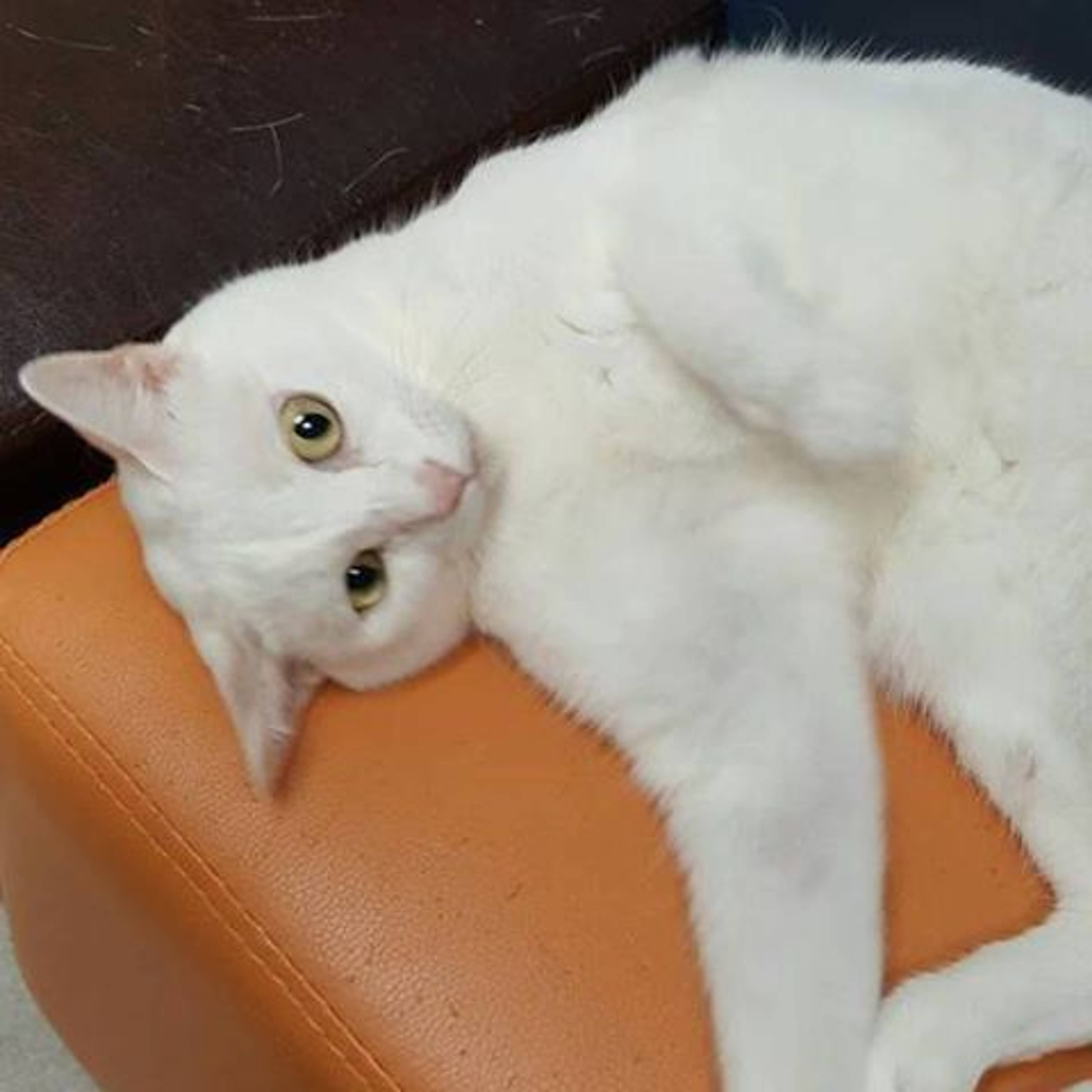 雑種（ミックス猫）・メスの里親募集の写真