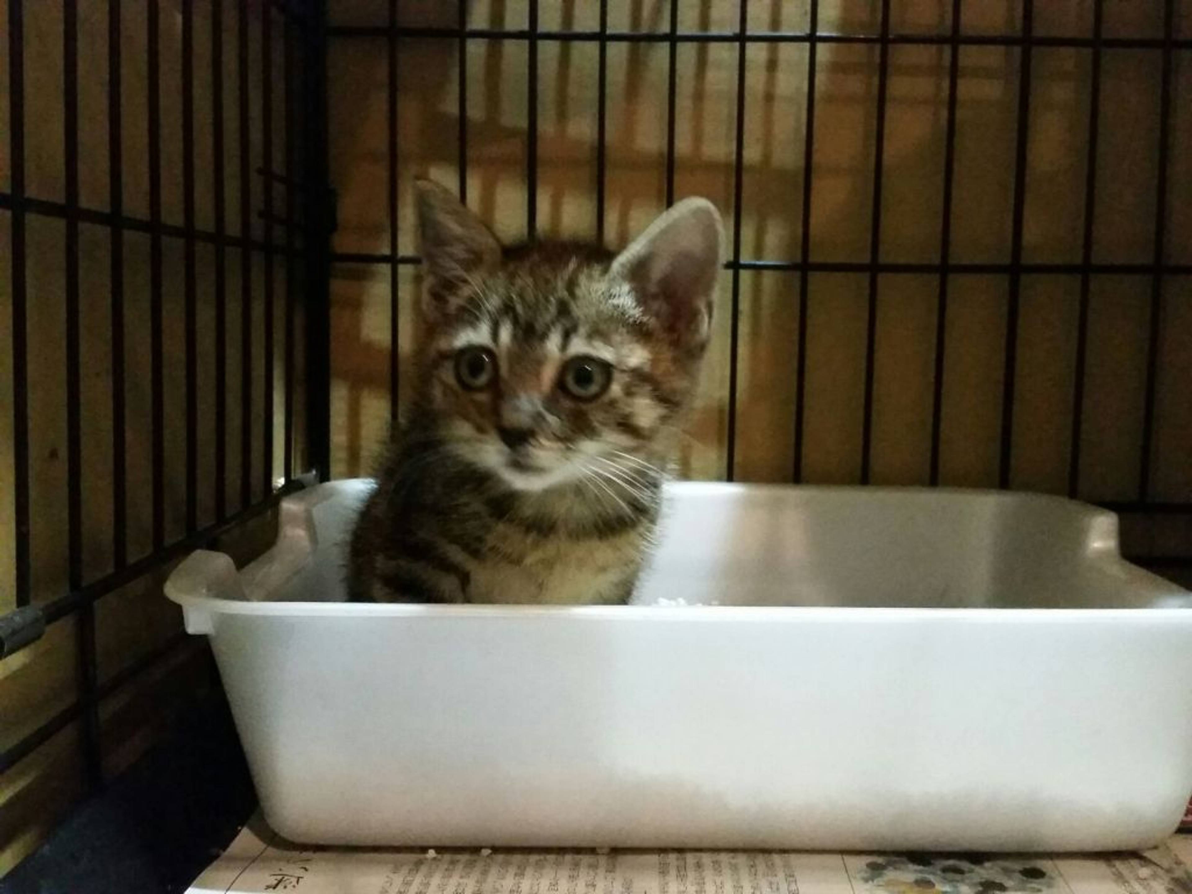 雑種（ミックス猫）・オスの里親募集の写真