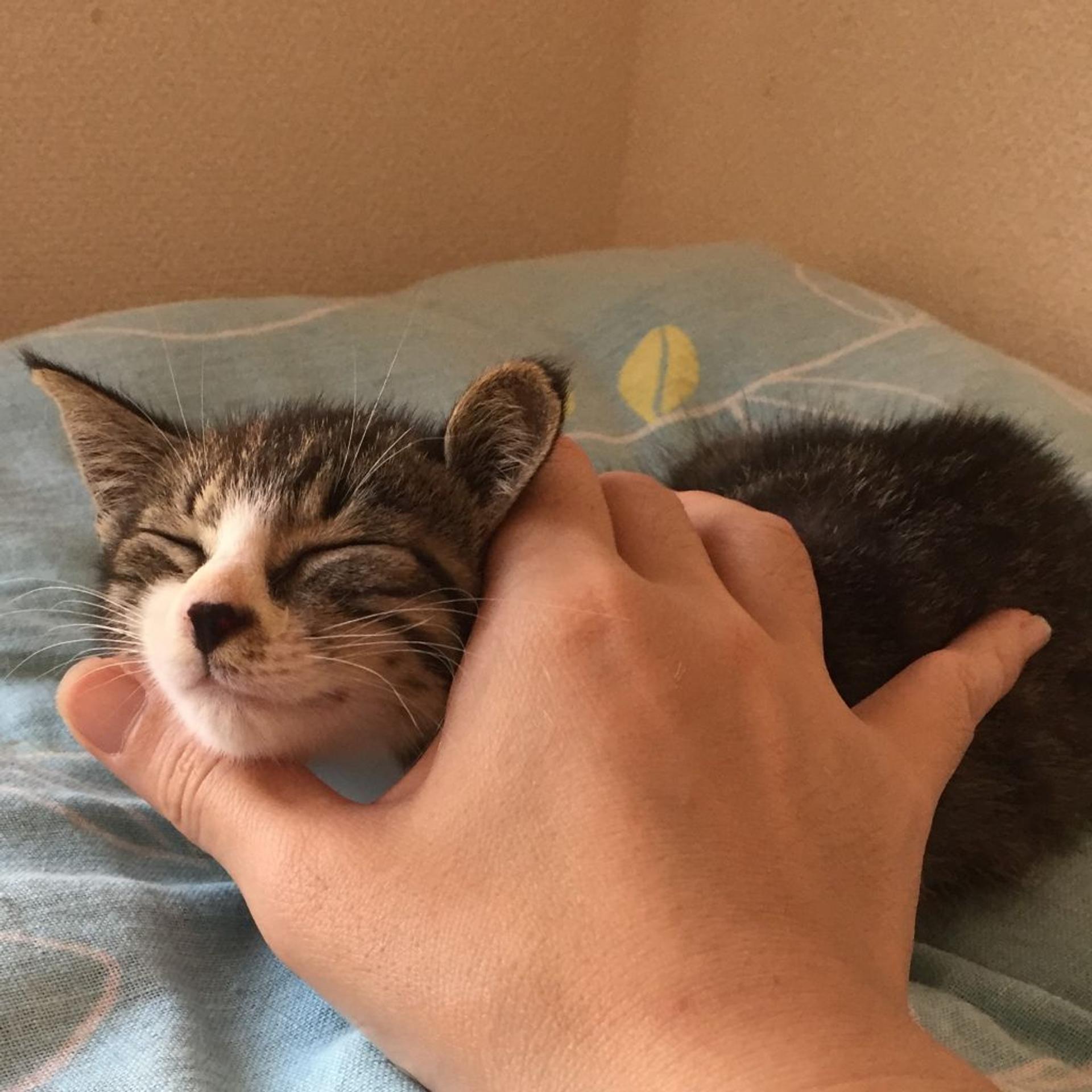 pet-image-5