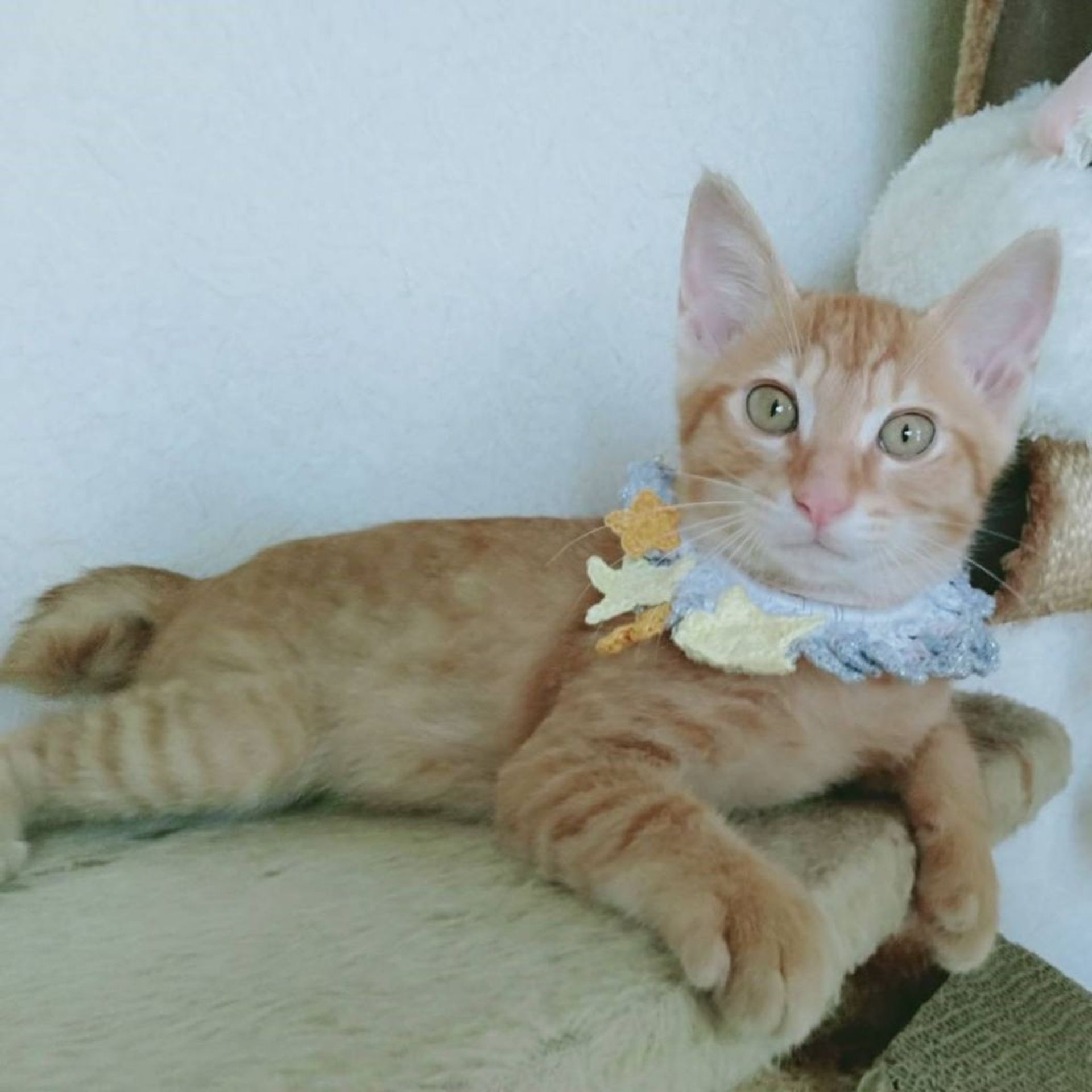 雑種（ミックス猫）・オスの里親募集の写真