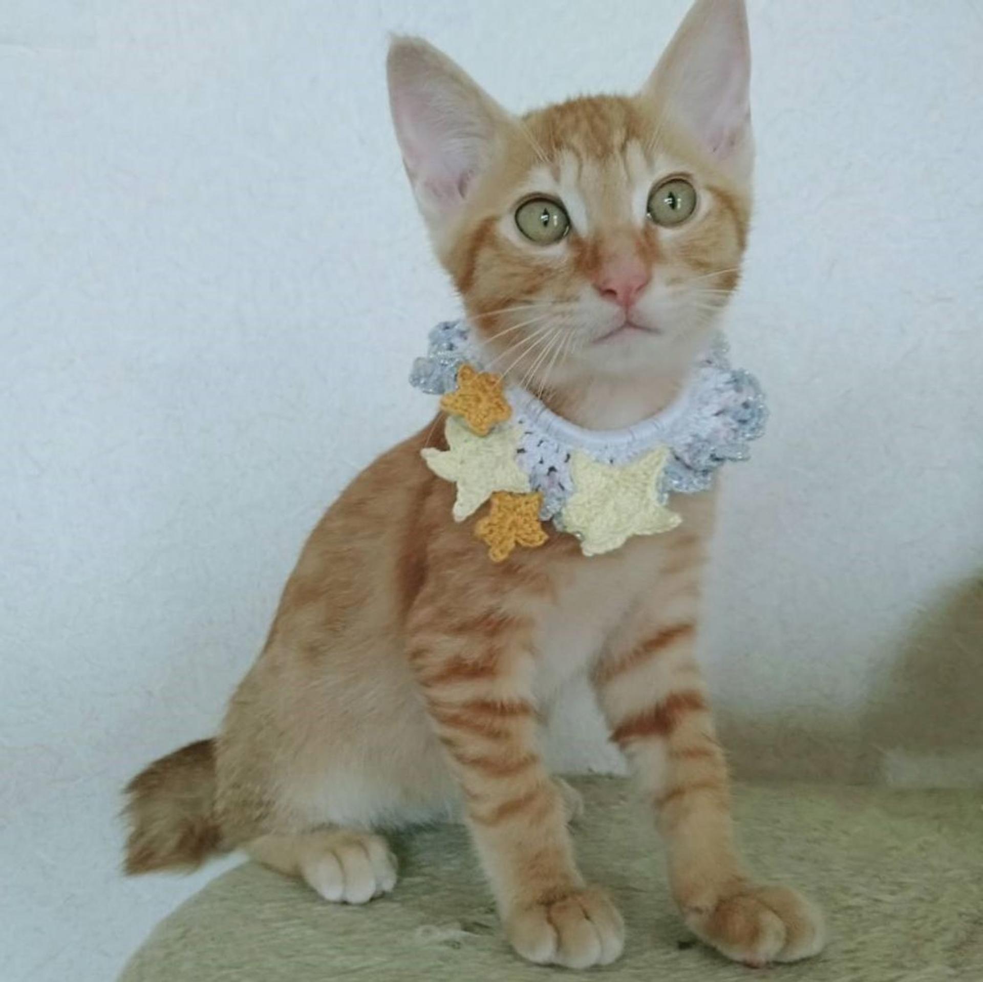 pet-image-3
