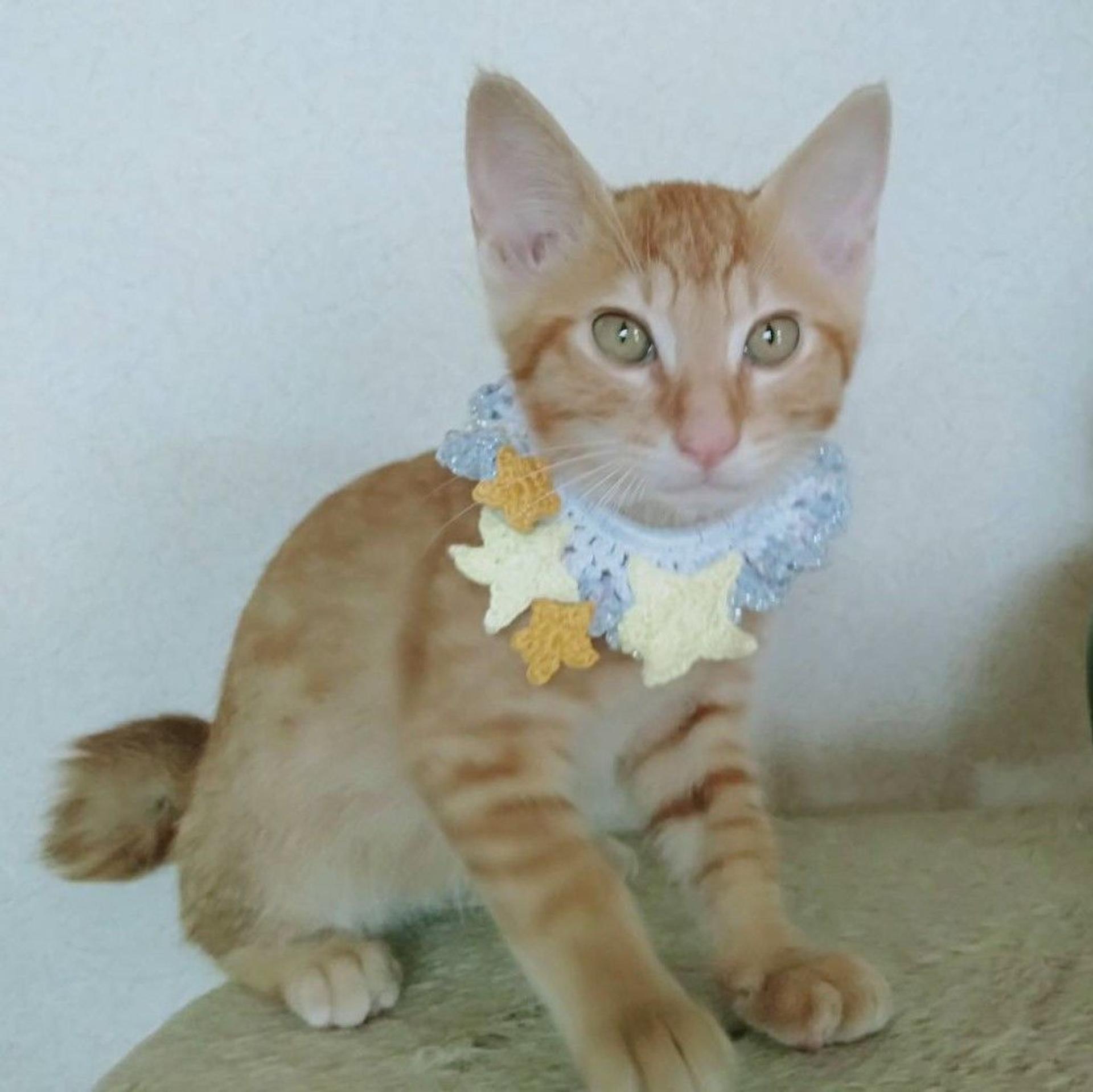 pet-image-4