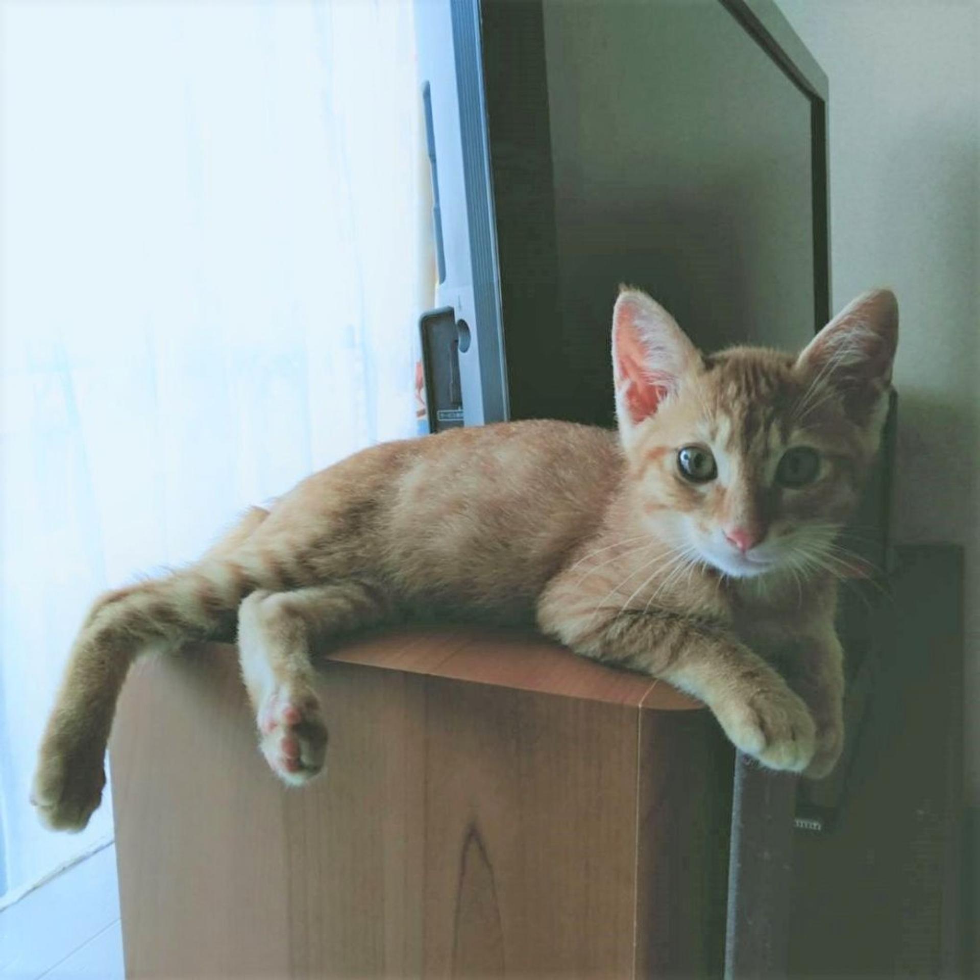 pet-image-7