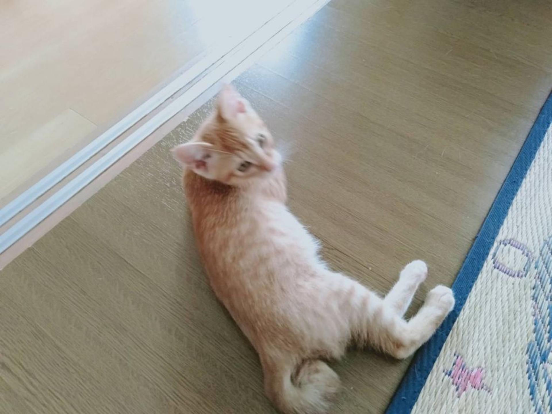 pet-image-8