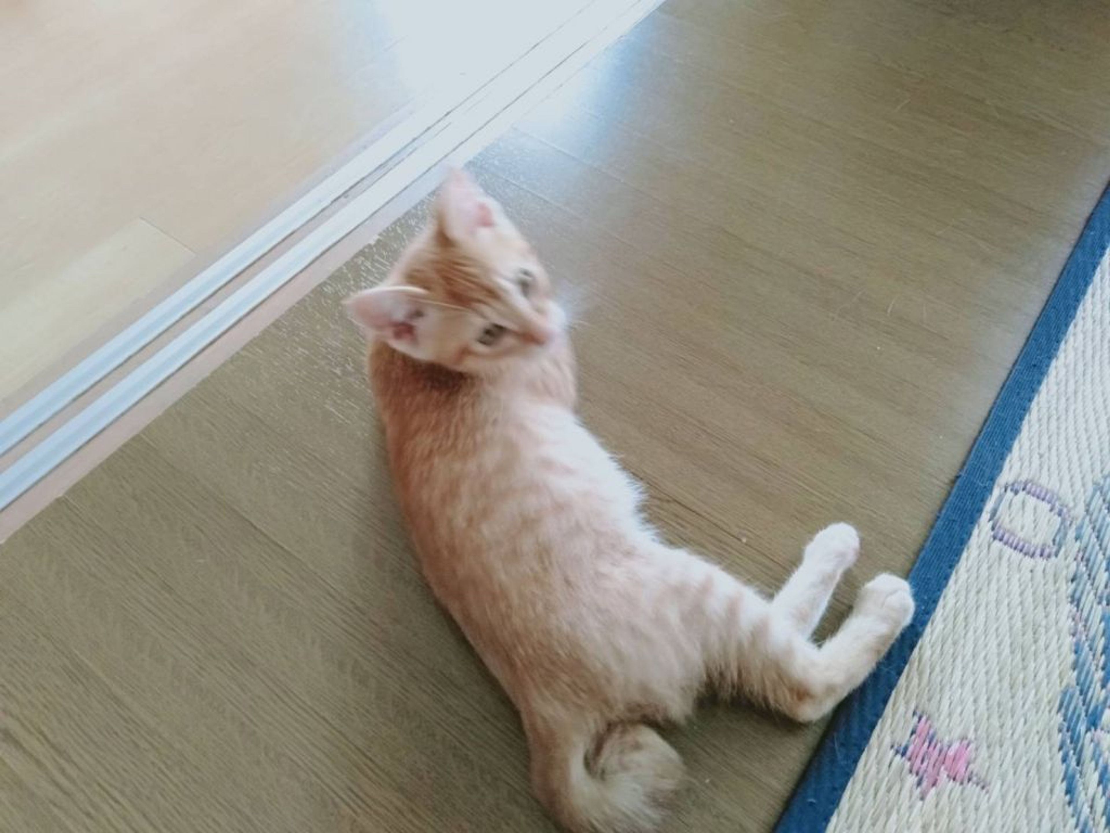 pet-image-8