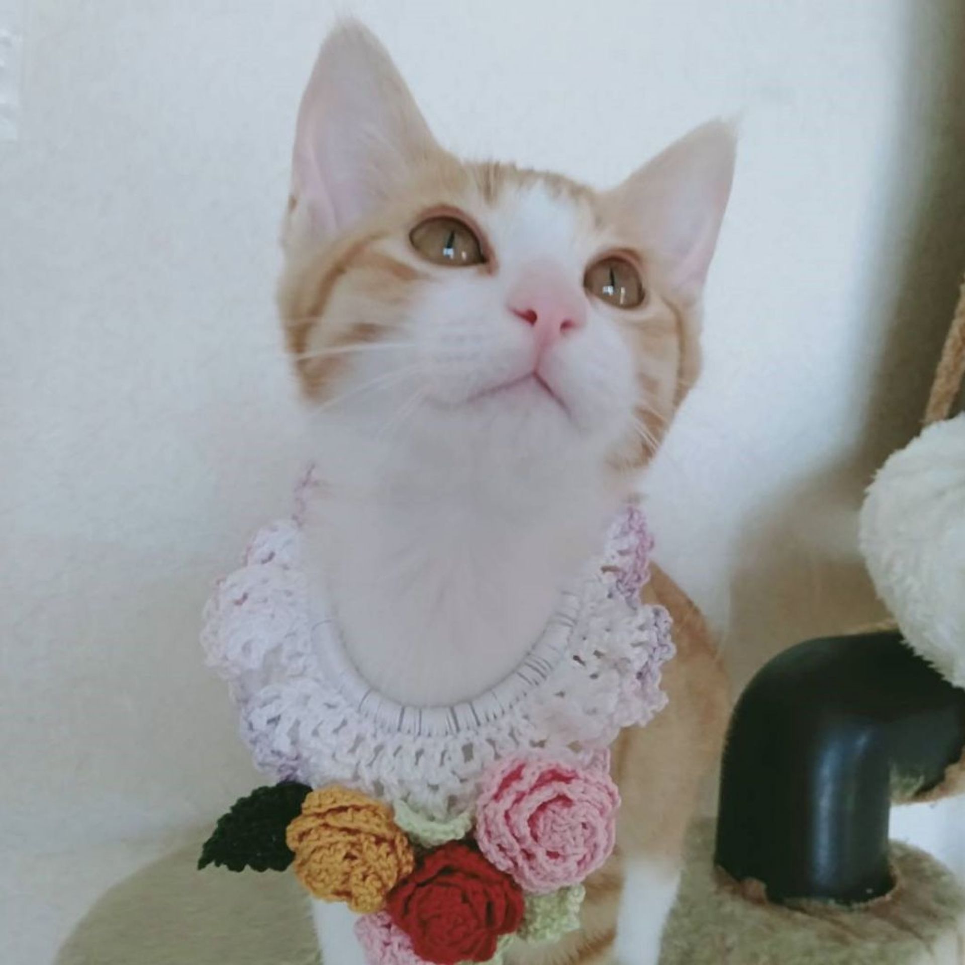 雑種（ミックス猫）・メスの里親募集の写真