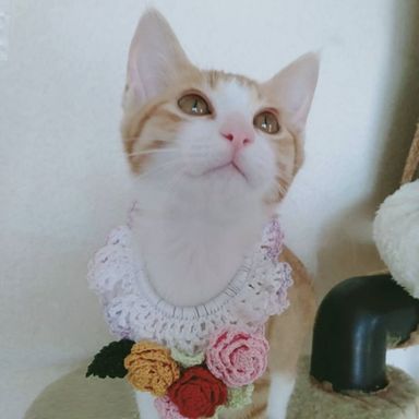 クリームの写真