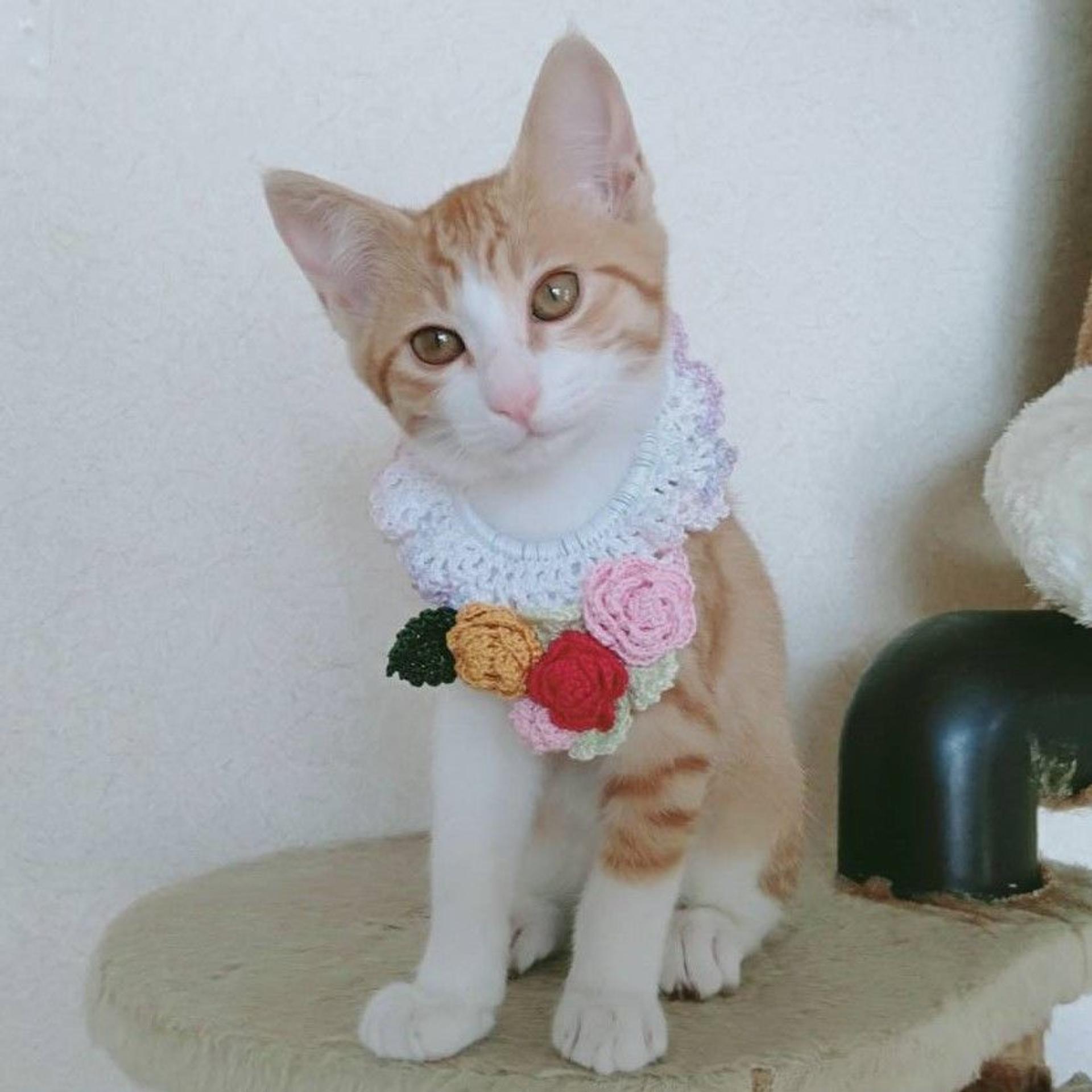 pet-image-2
