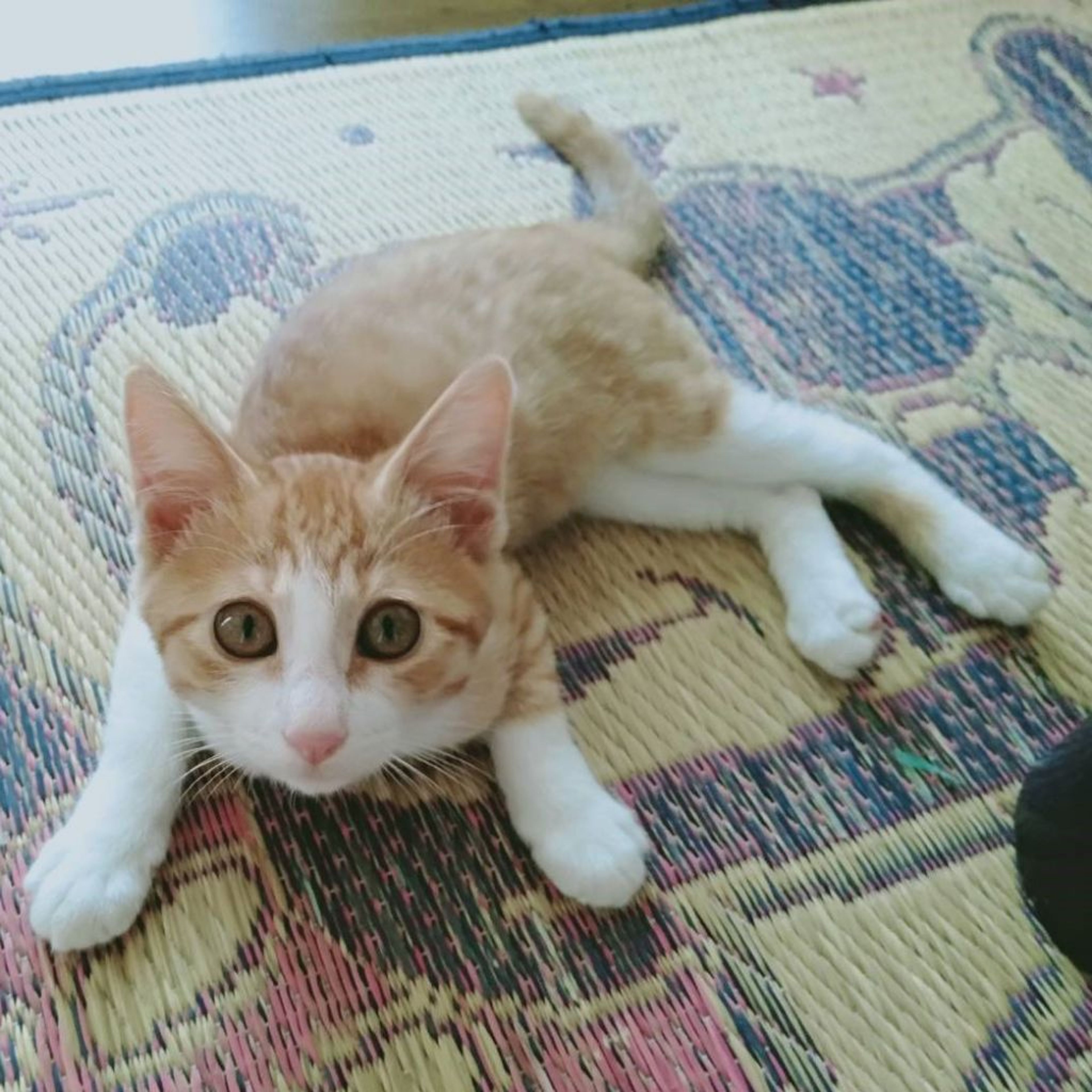 pet-image-4