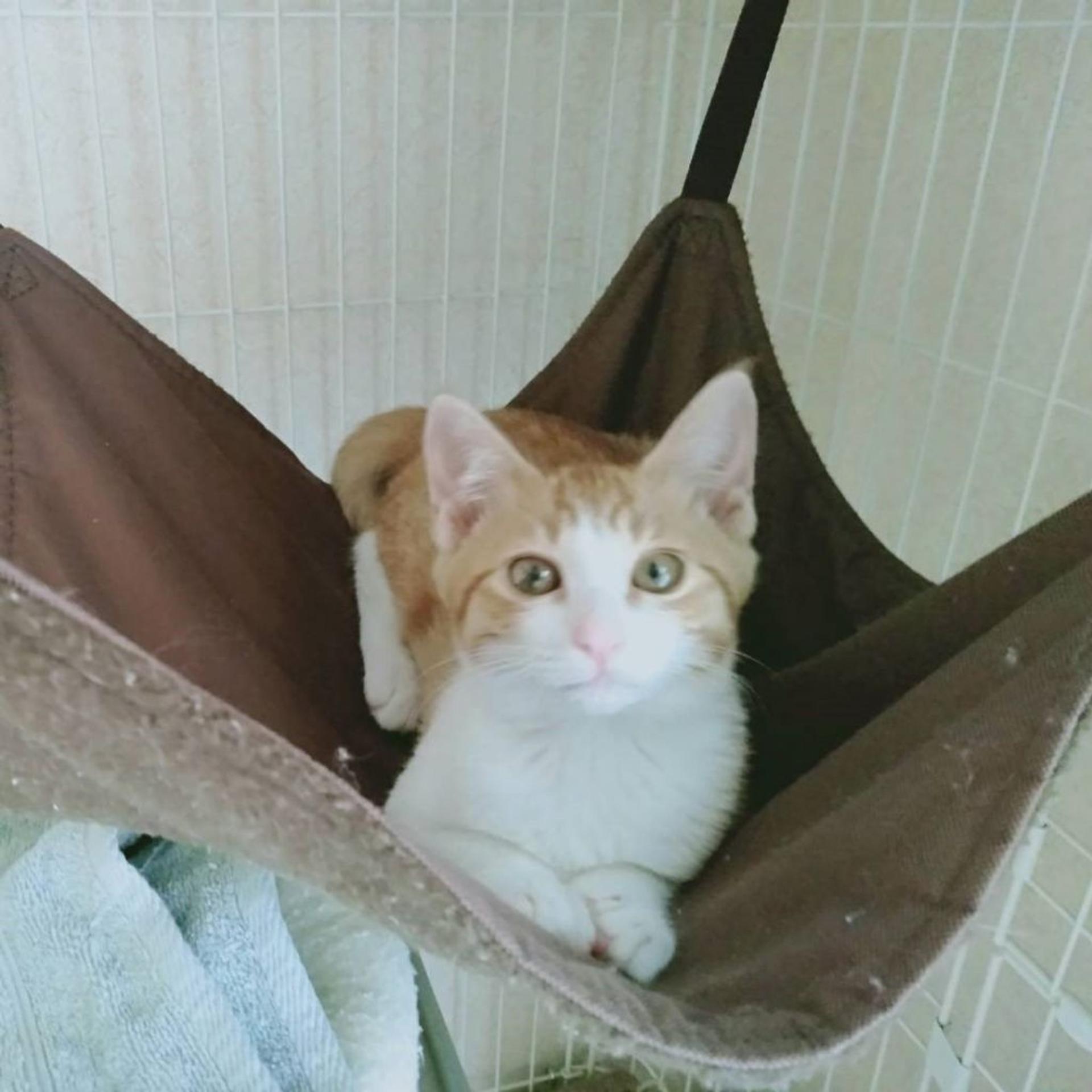 pet-image-6