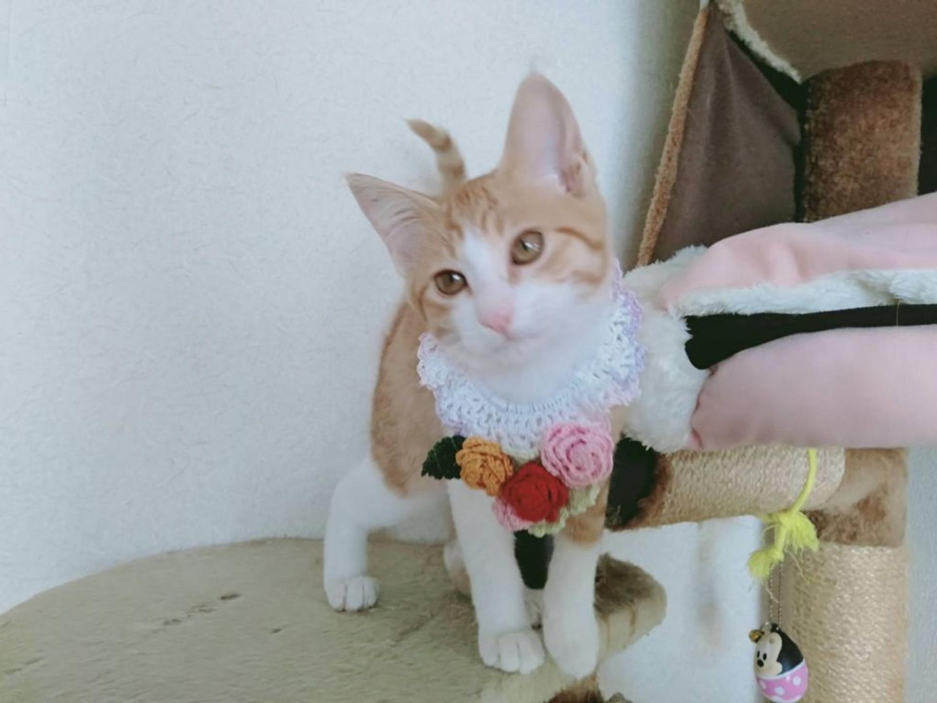 pet-image-7