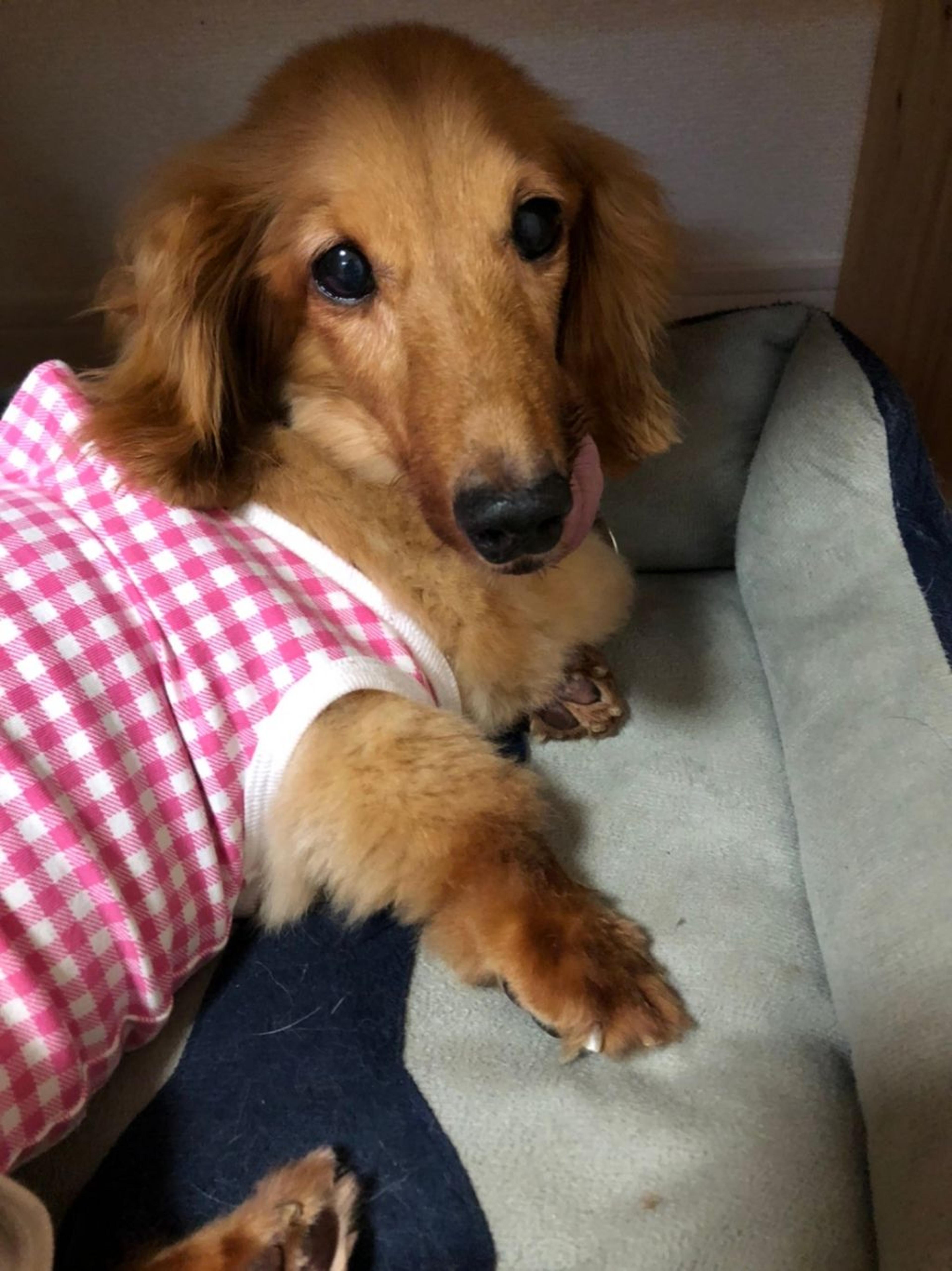 pet-image-3