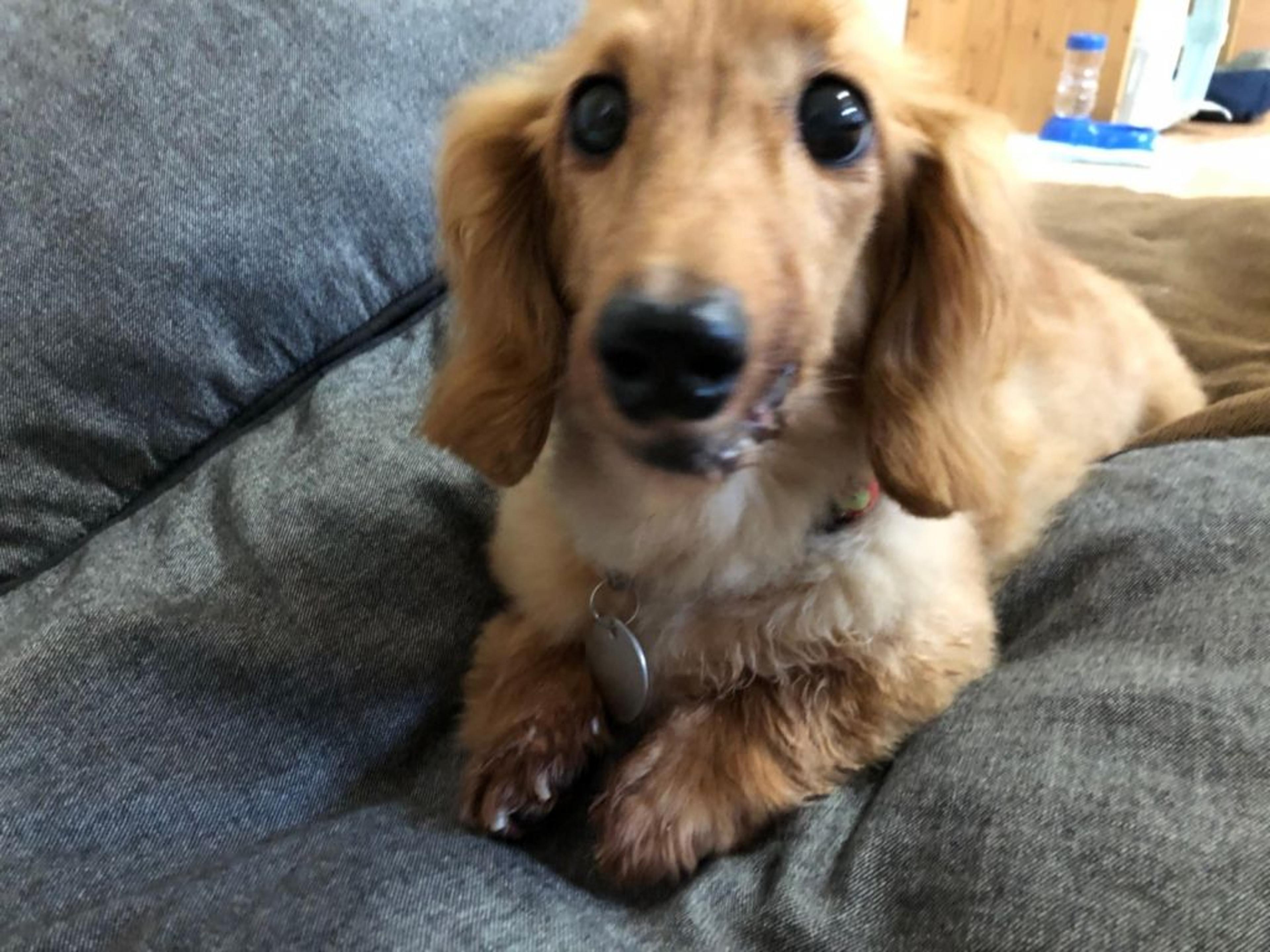 pet-image-4