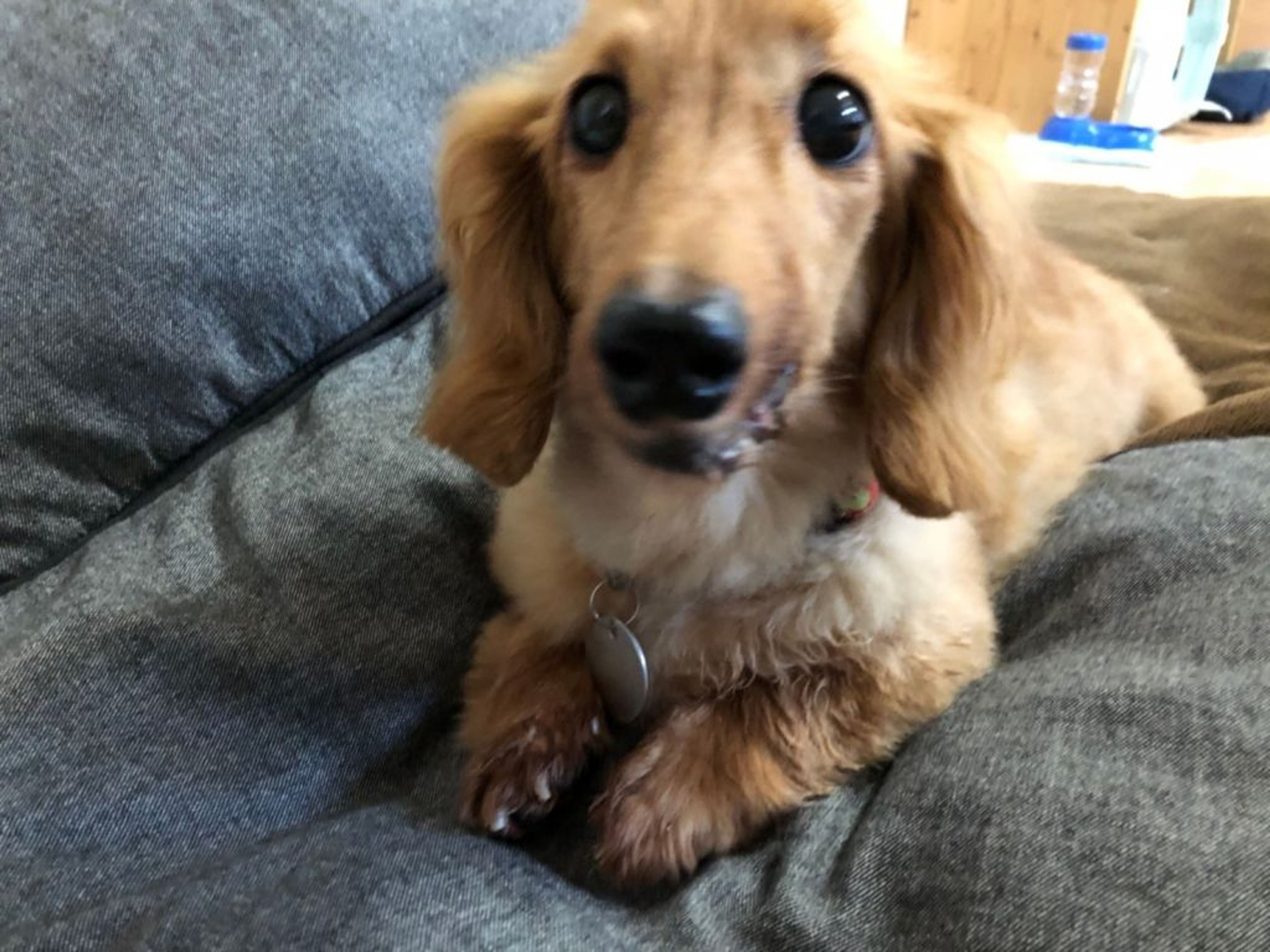pet-image-4
