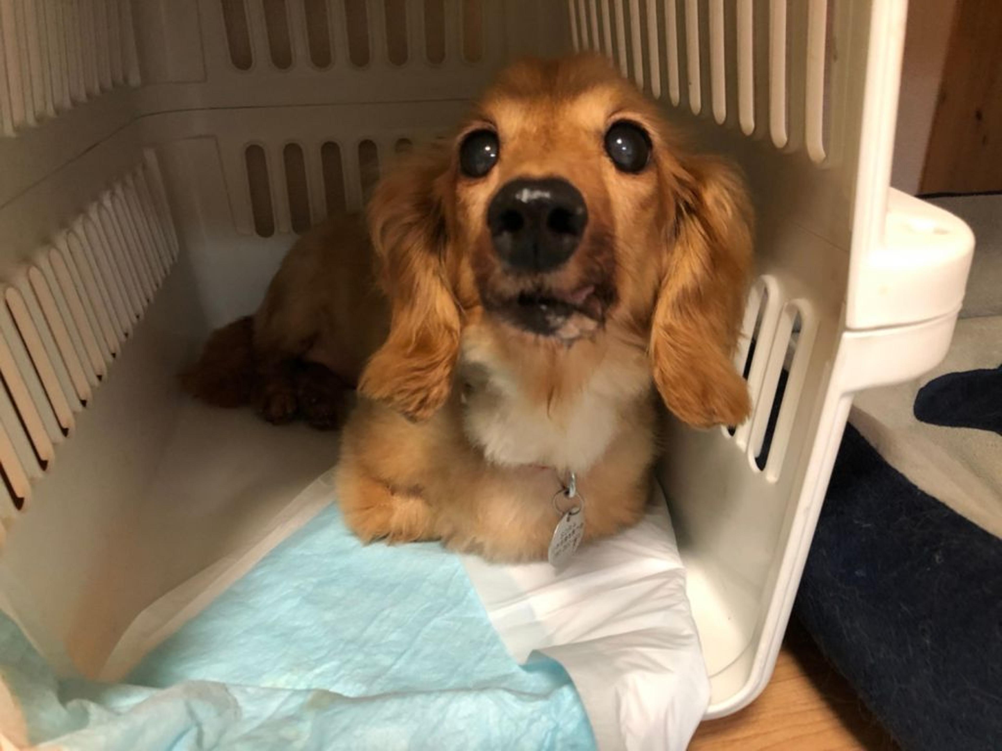 pet-image-6