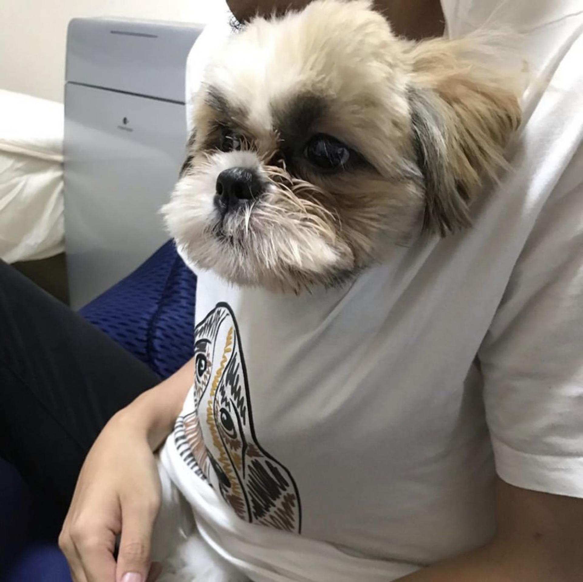 pet-image-3