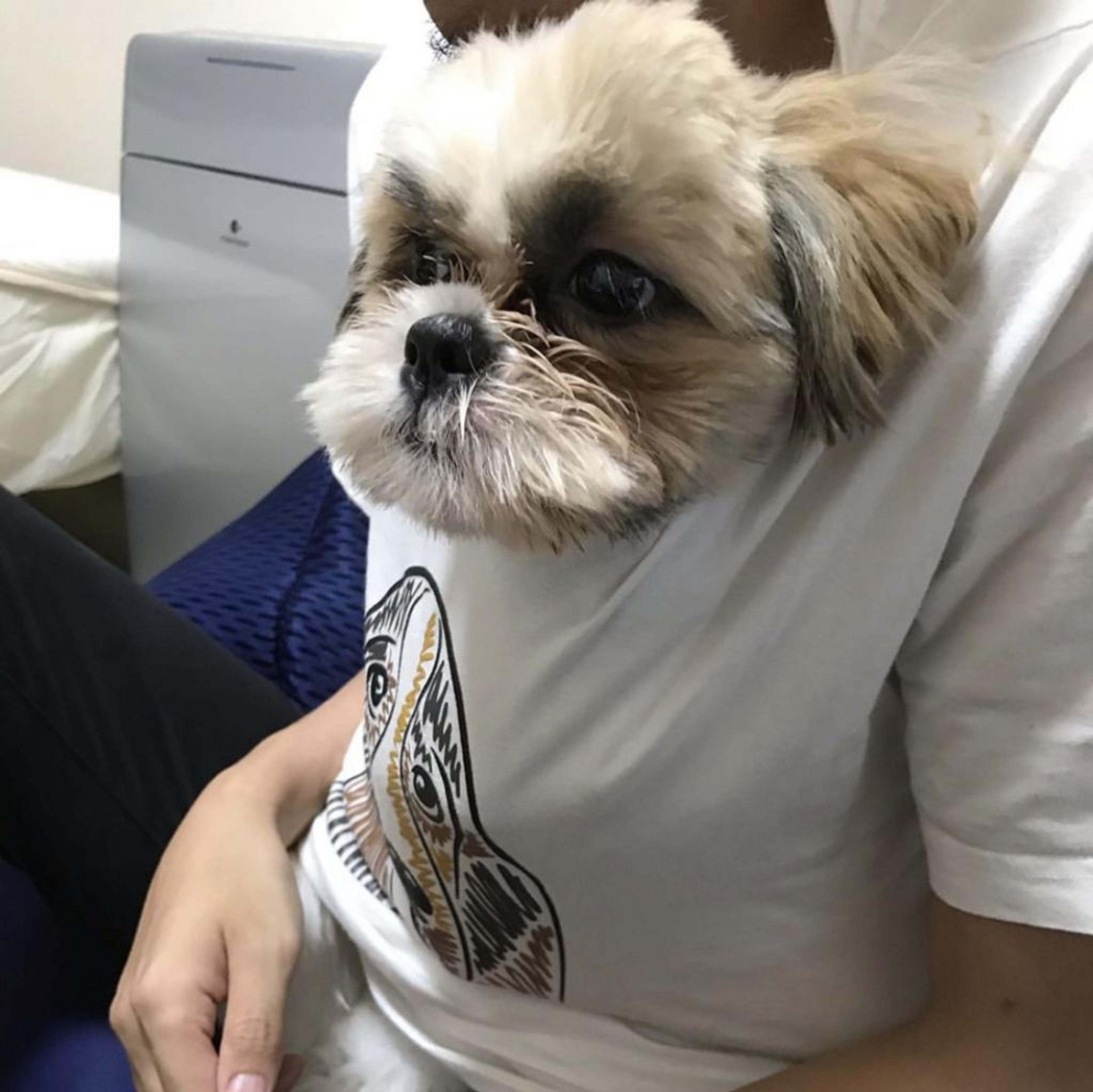 pet-image-3