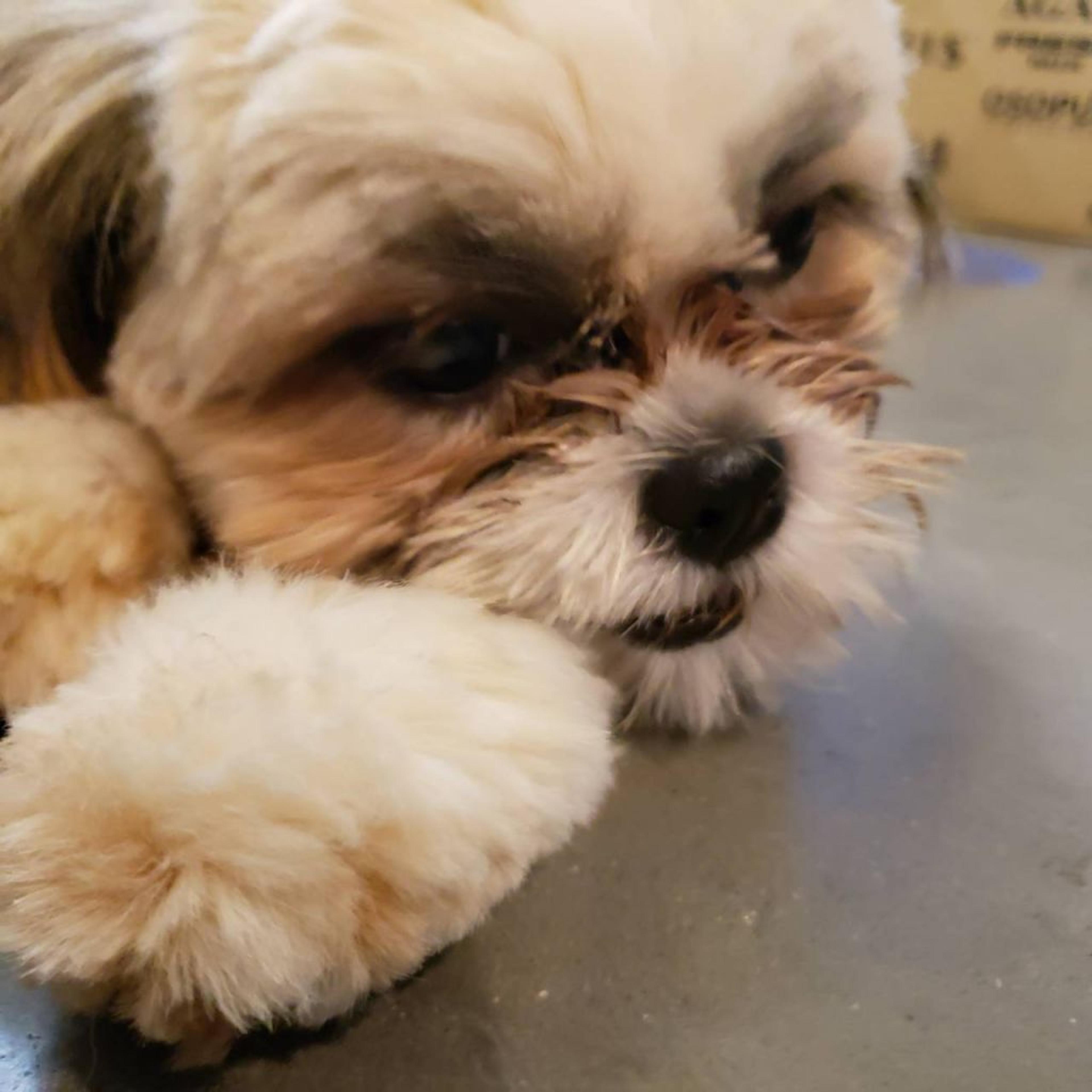 pet-image-5