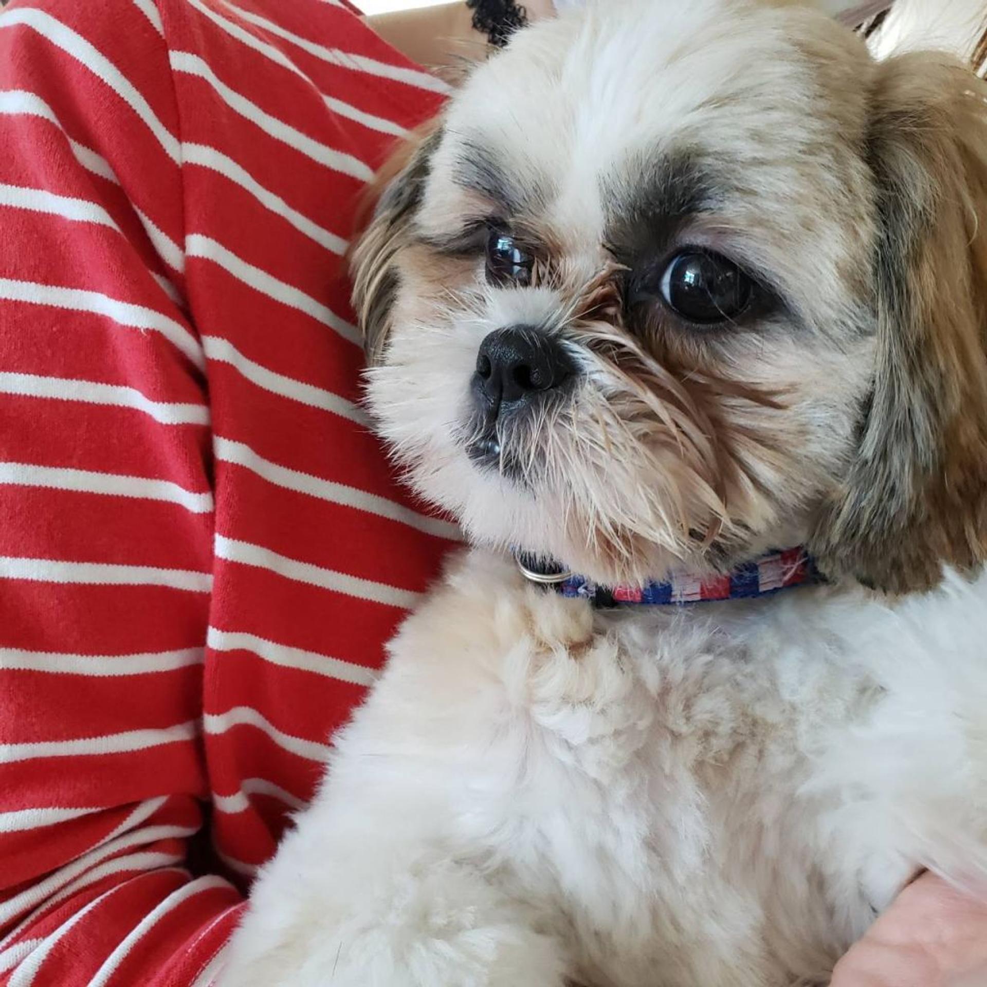 pet-image-8