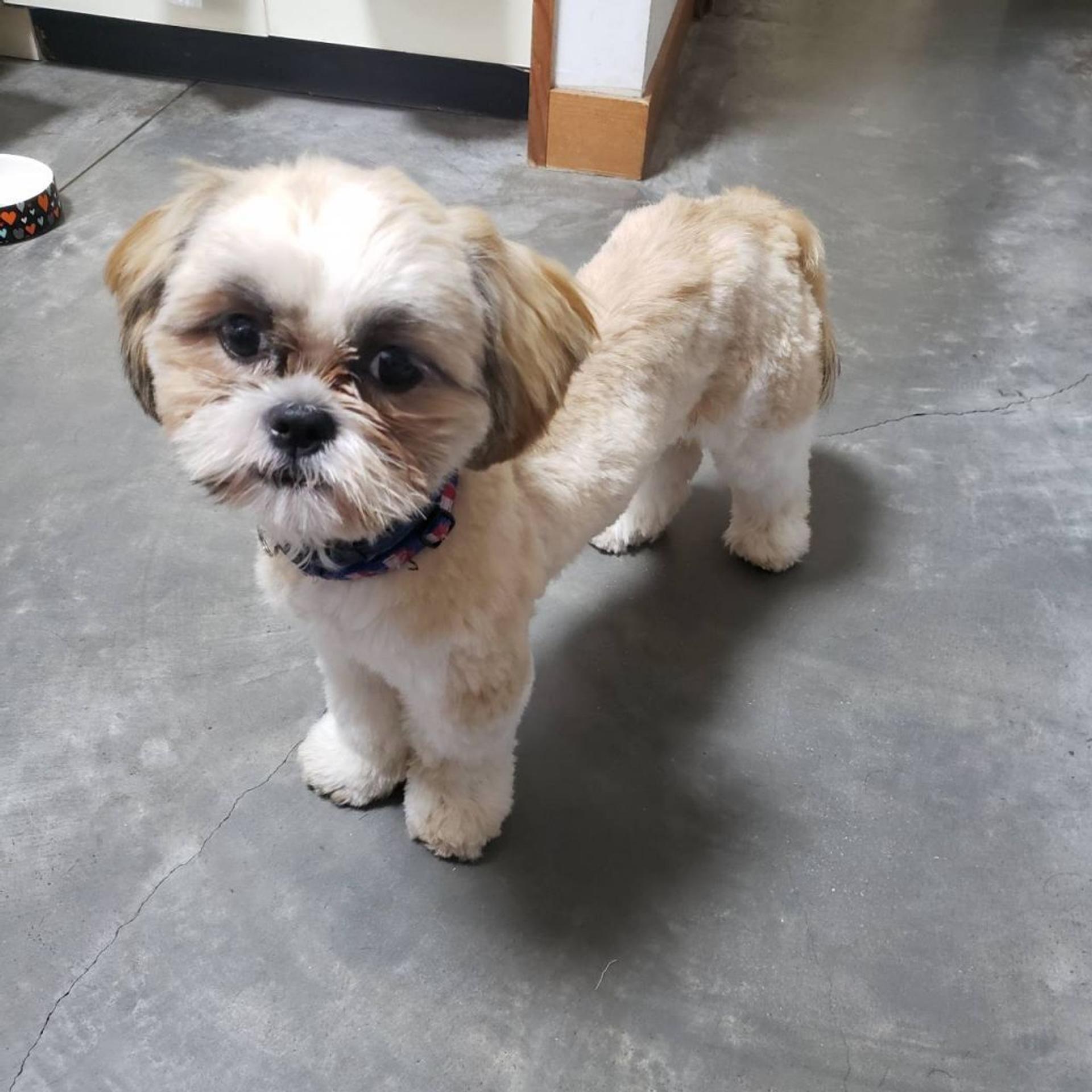 pet-image-9
