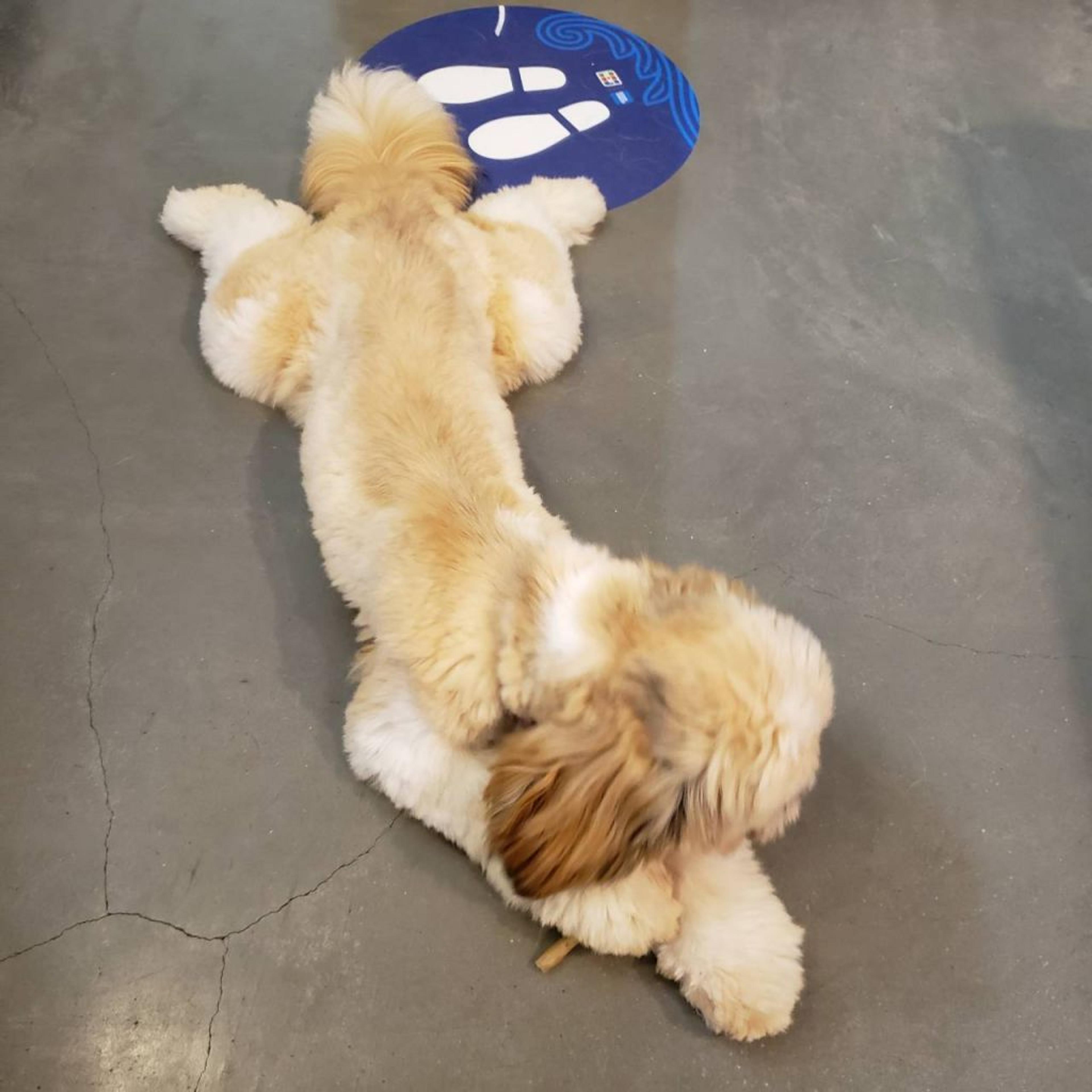 pet-image-10