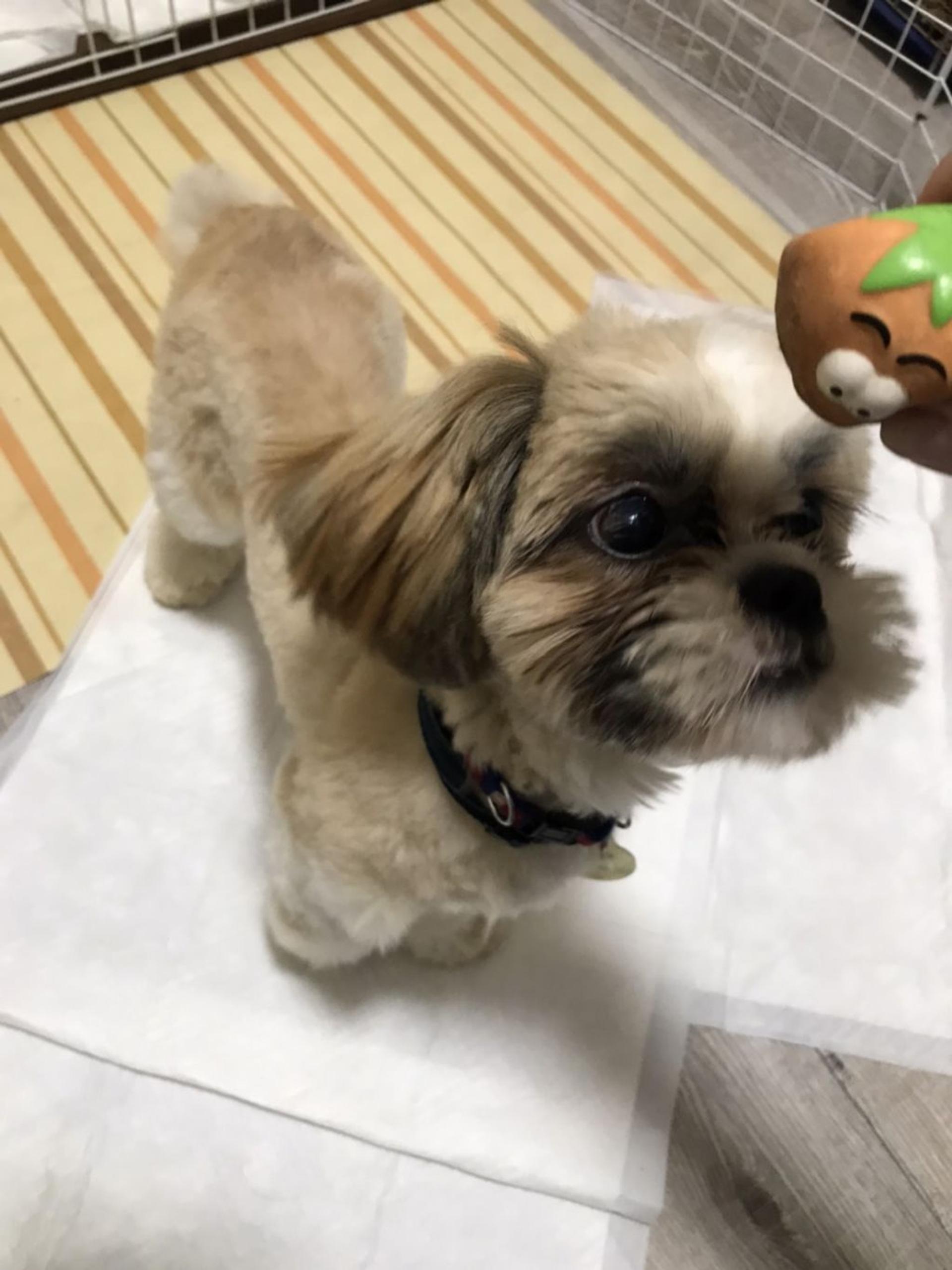 pet-image-2