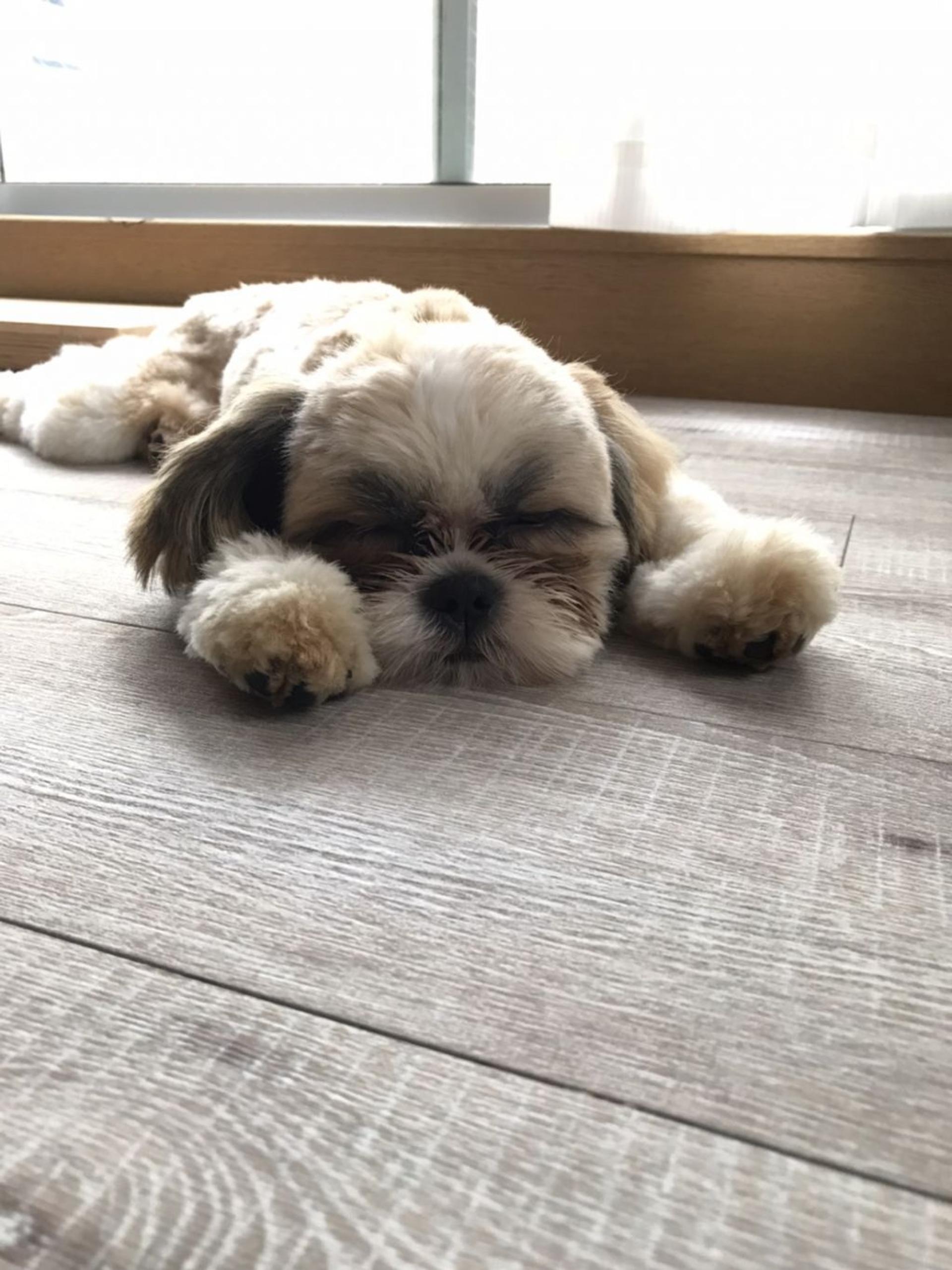 pet-image-4