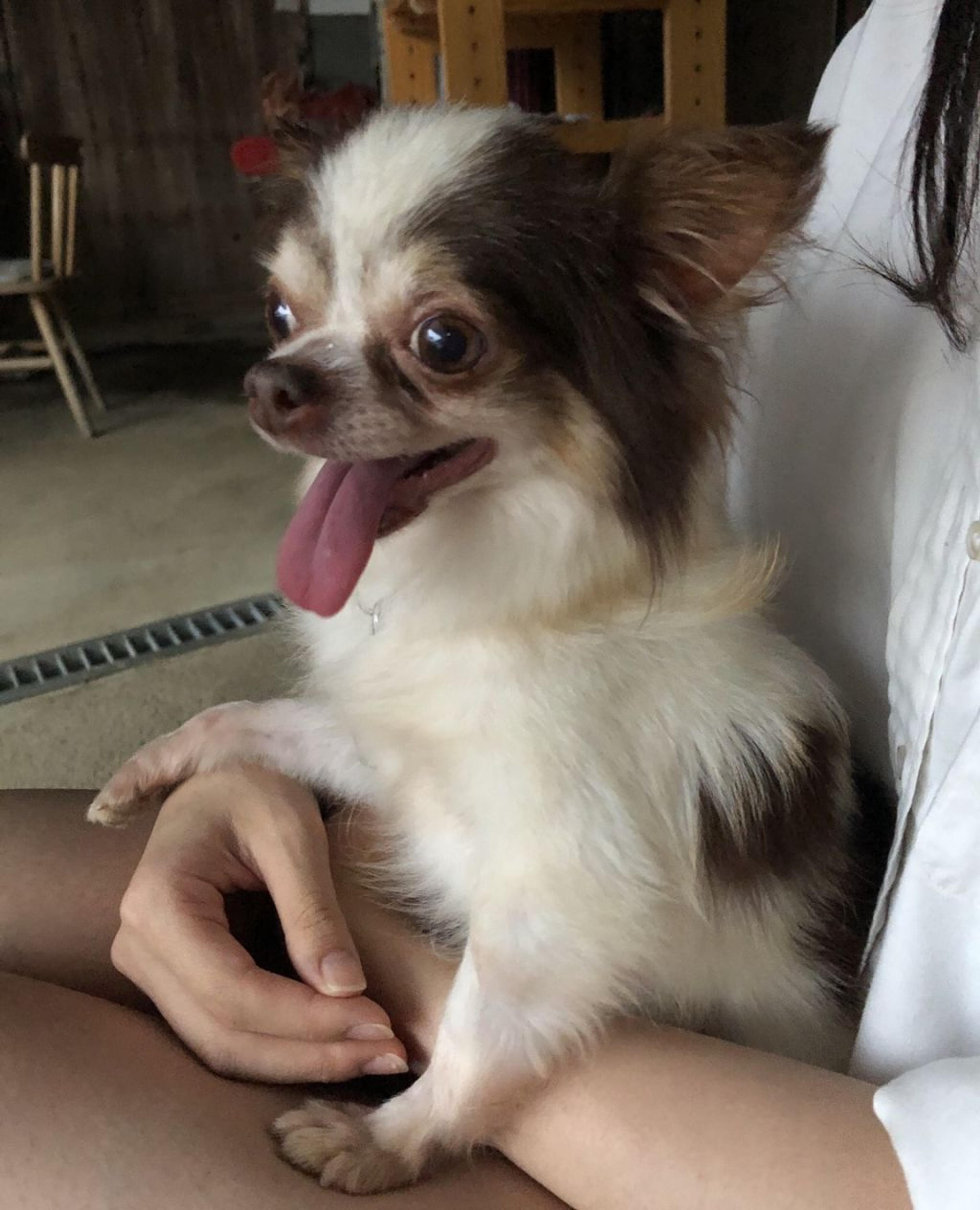 pet-image-2