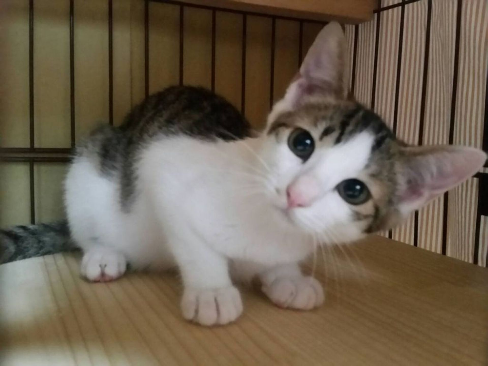 雑種（ミックス猫）・メスの里親募集の写真
