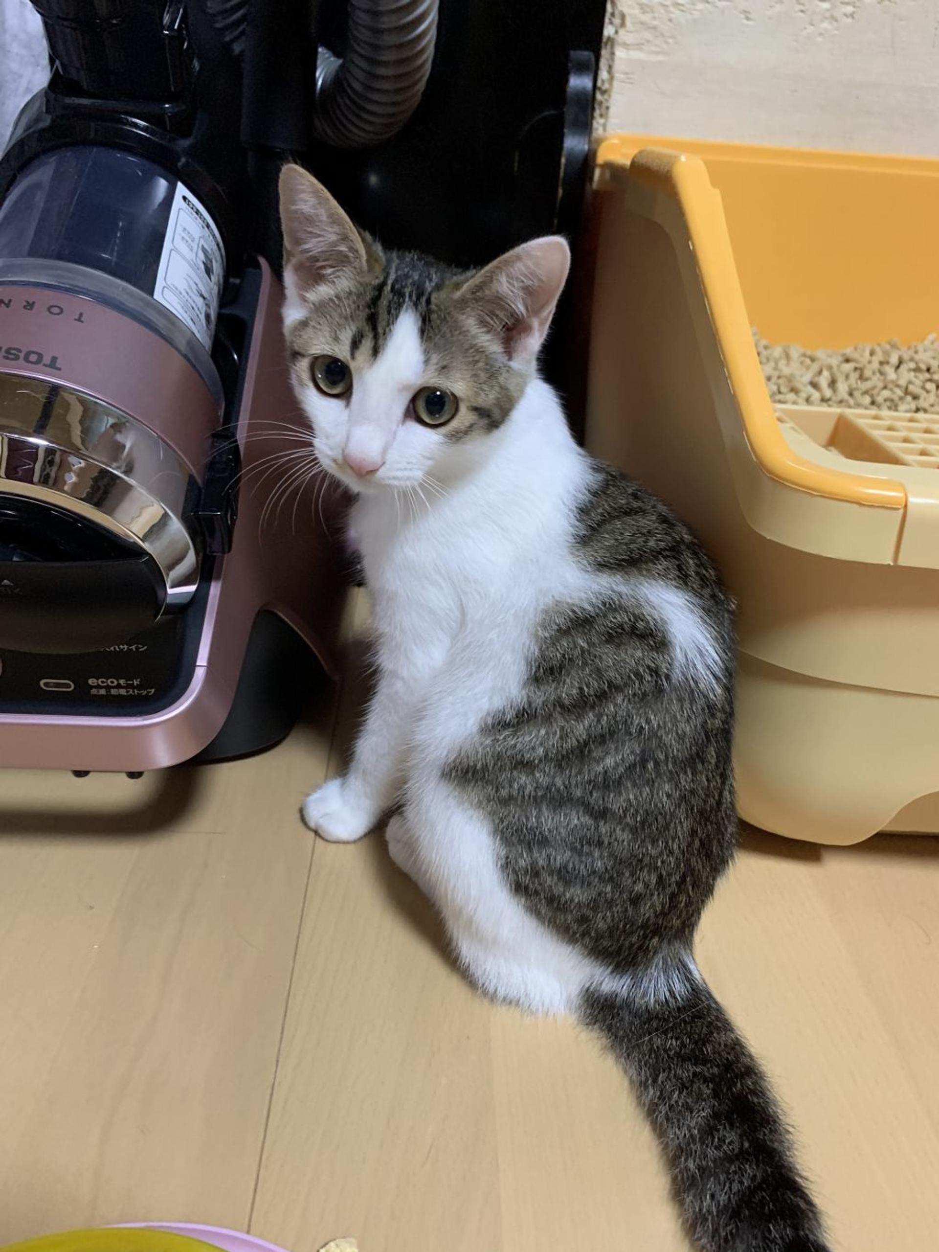 pet-image-3