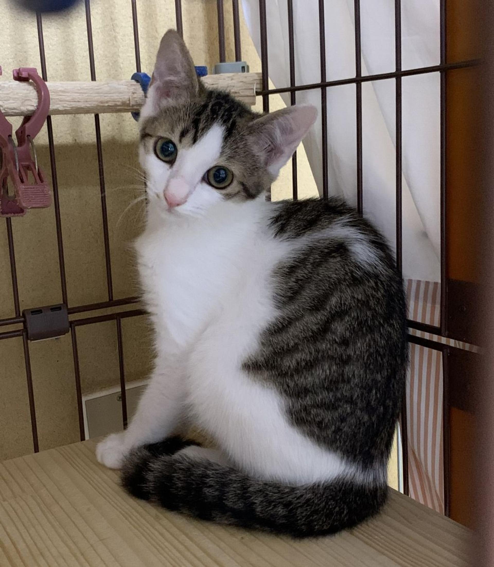 pet-image-4