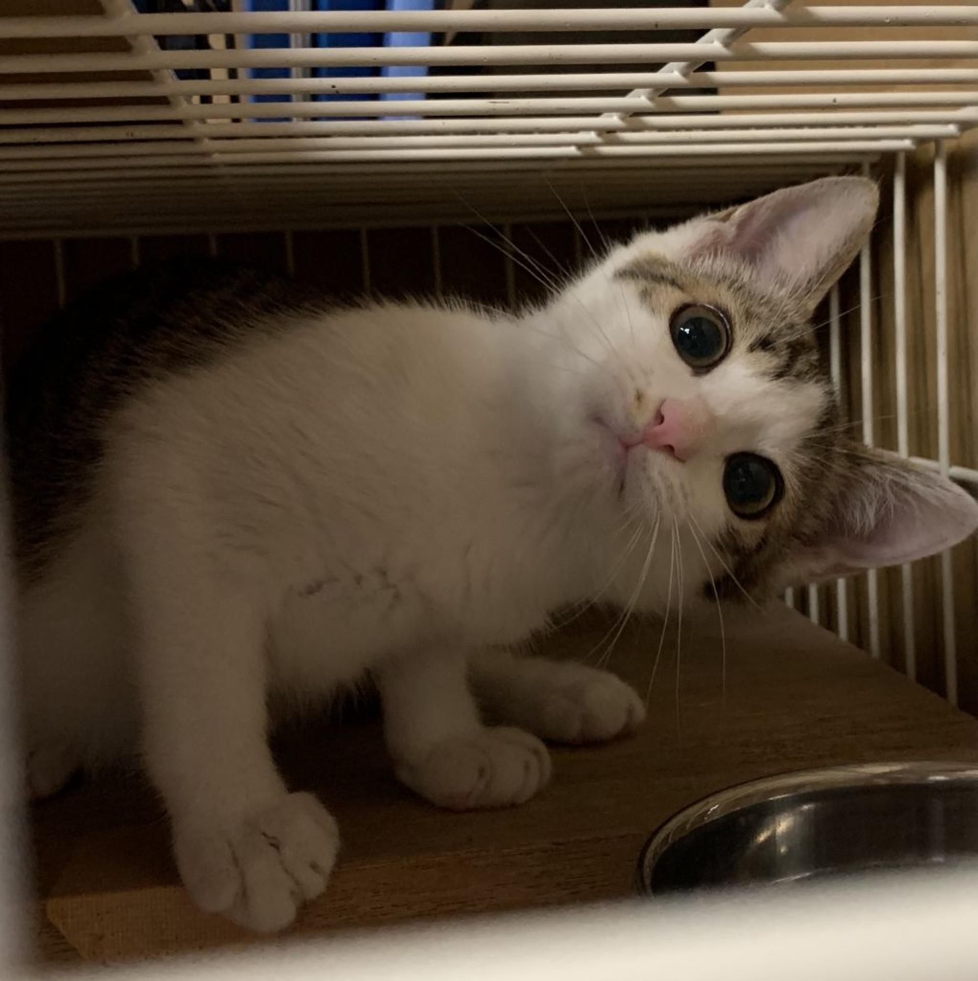 pet-image-5