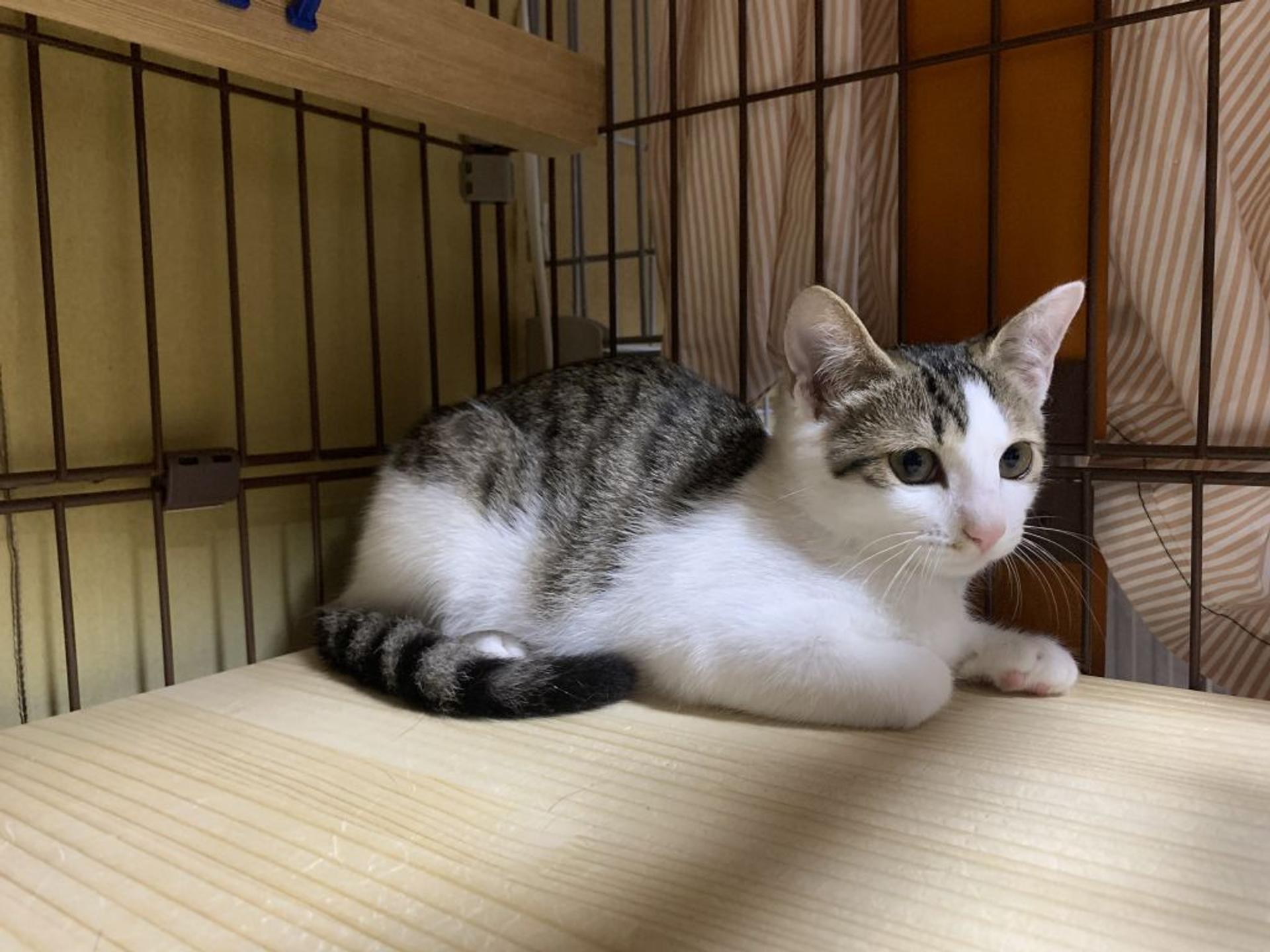 pet-image-8