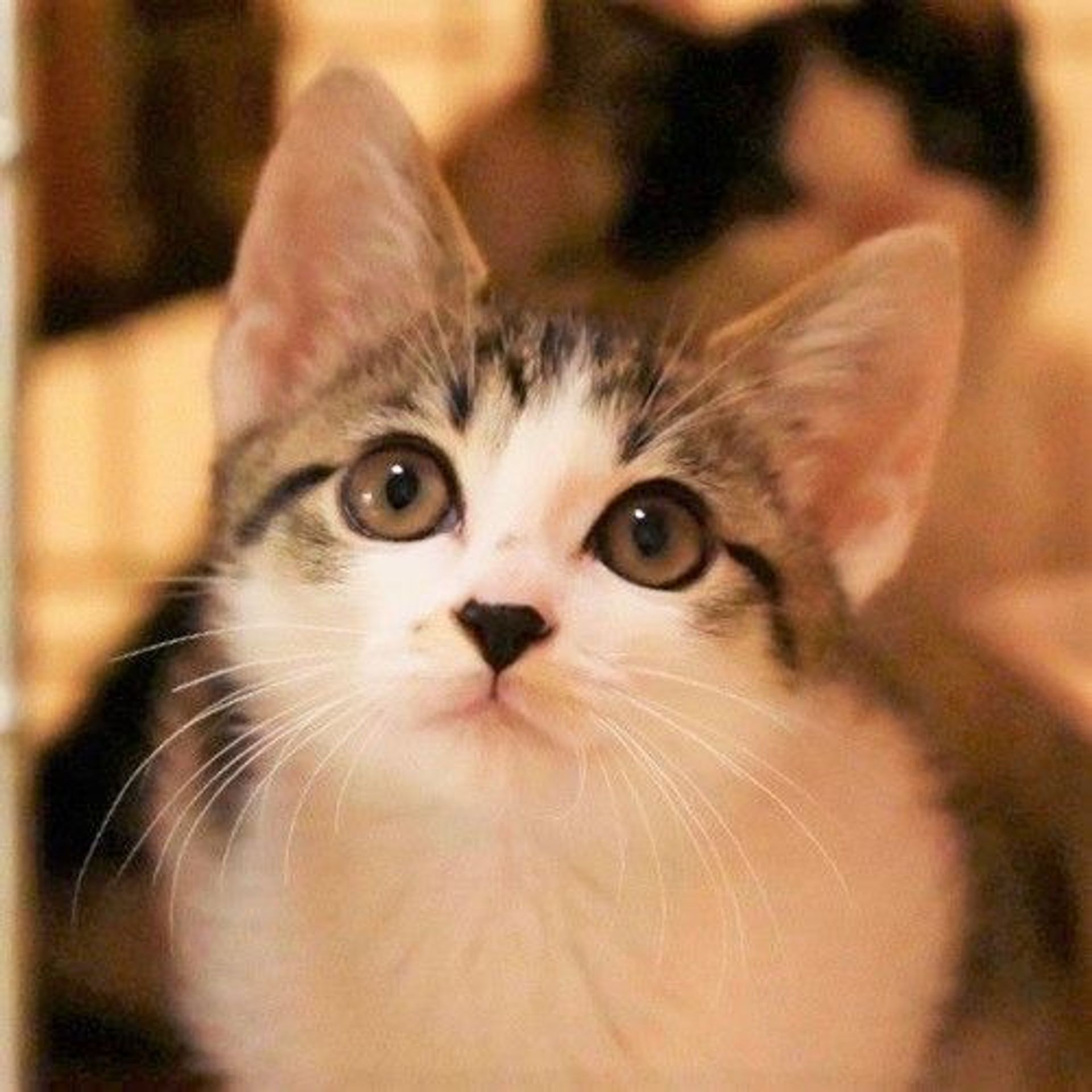 雑種（ミックス猫）・メスの里親募集の写真