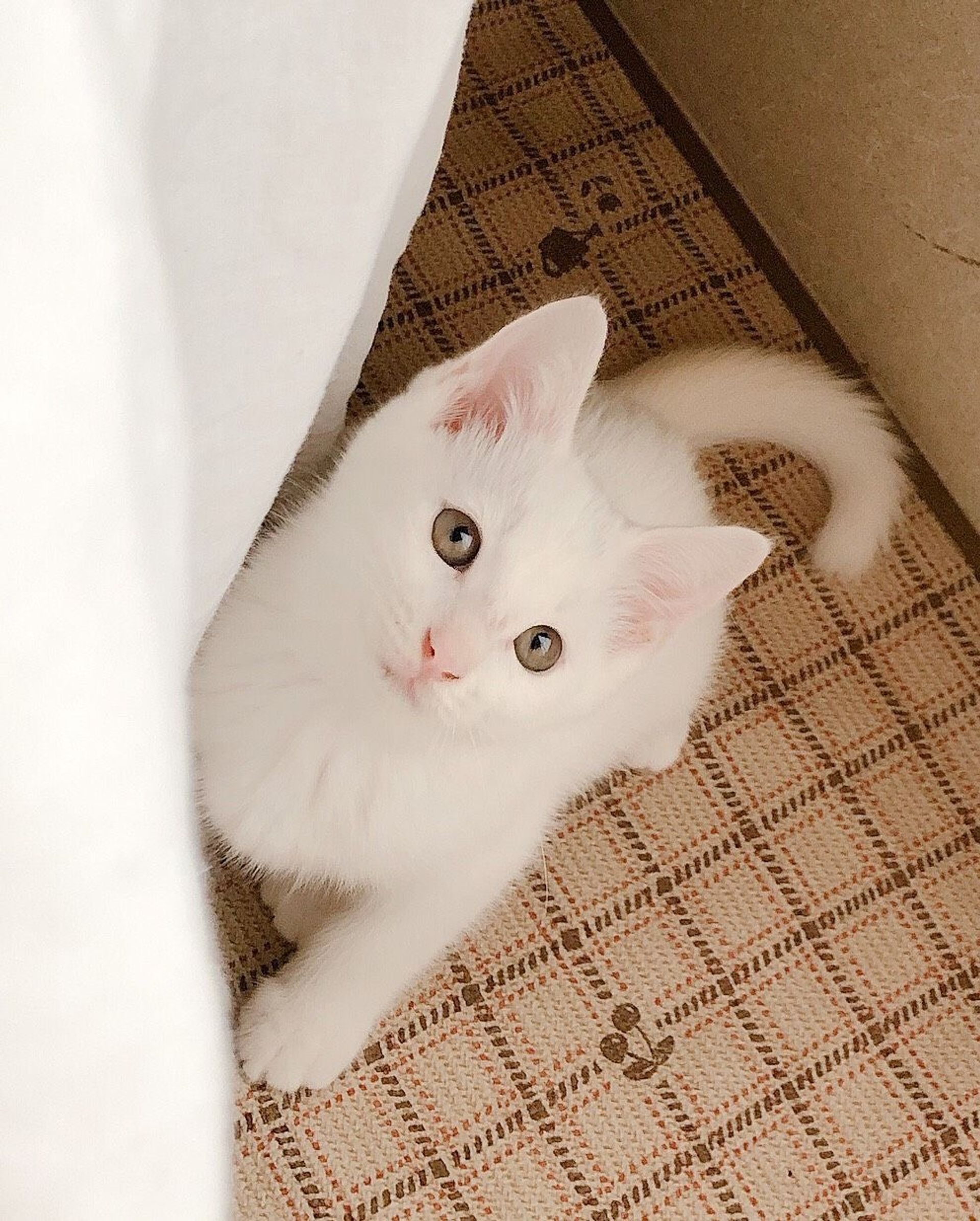 雑種（ミックス猫）・メスの里親募集の写真