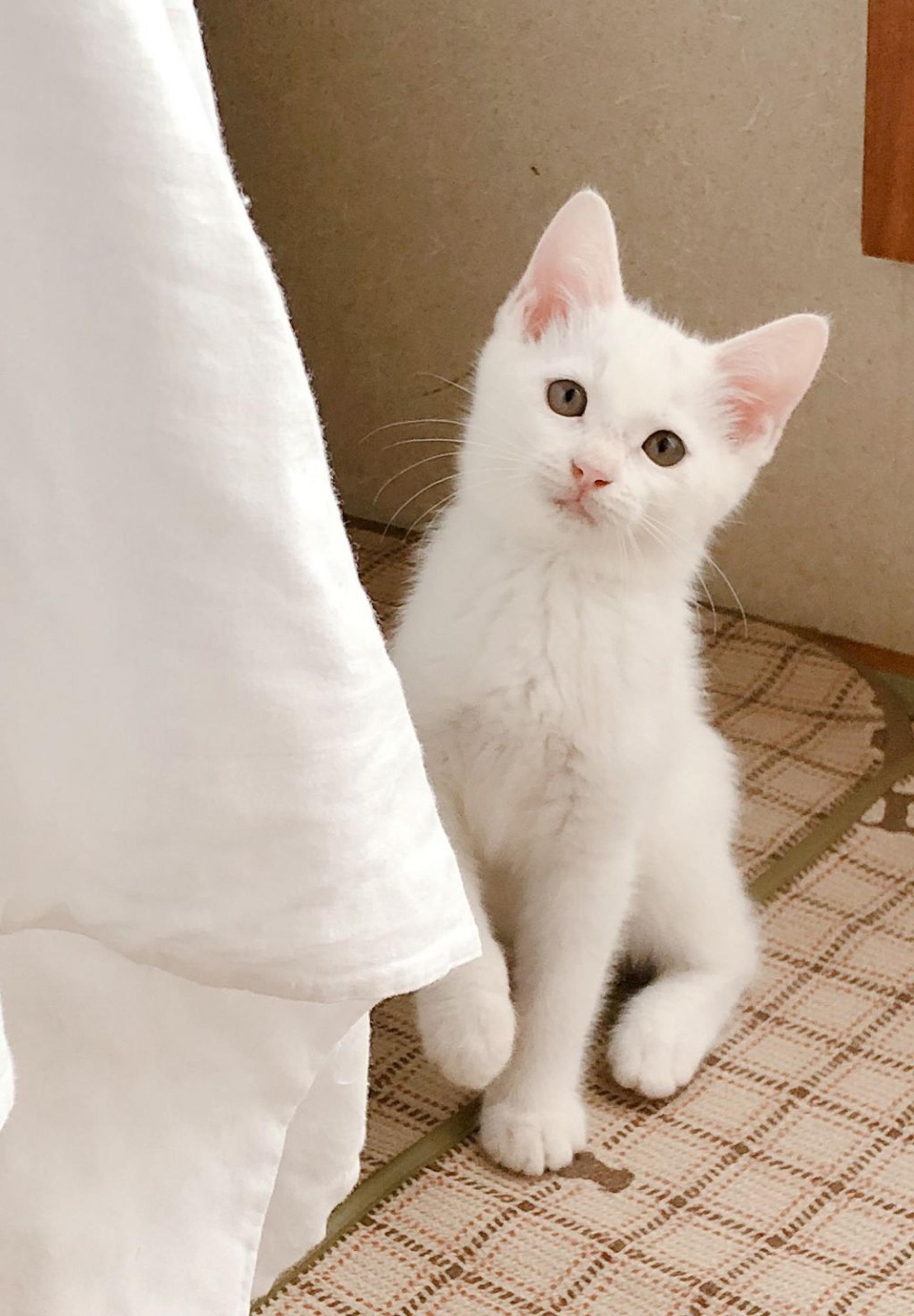 pet-image-4