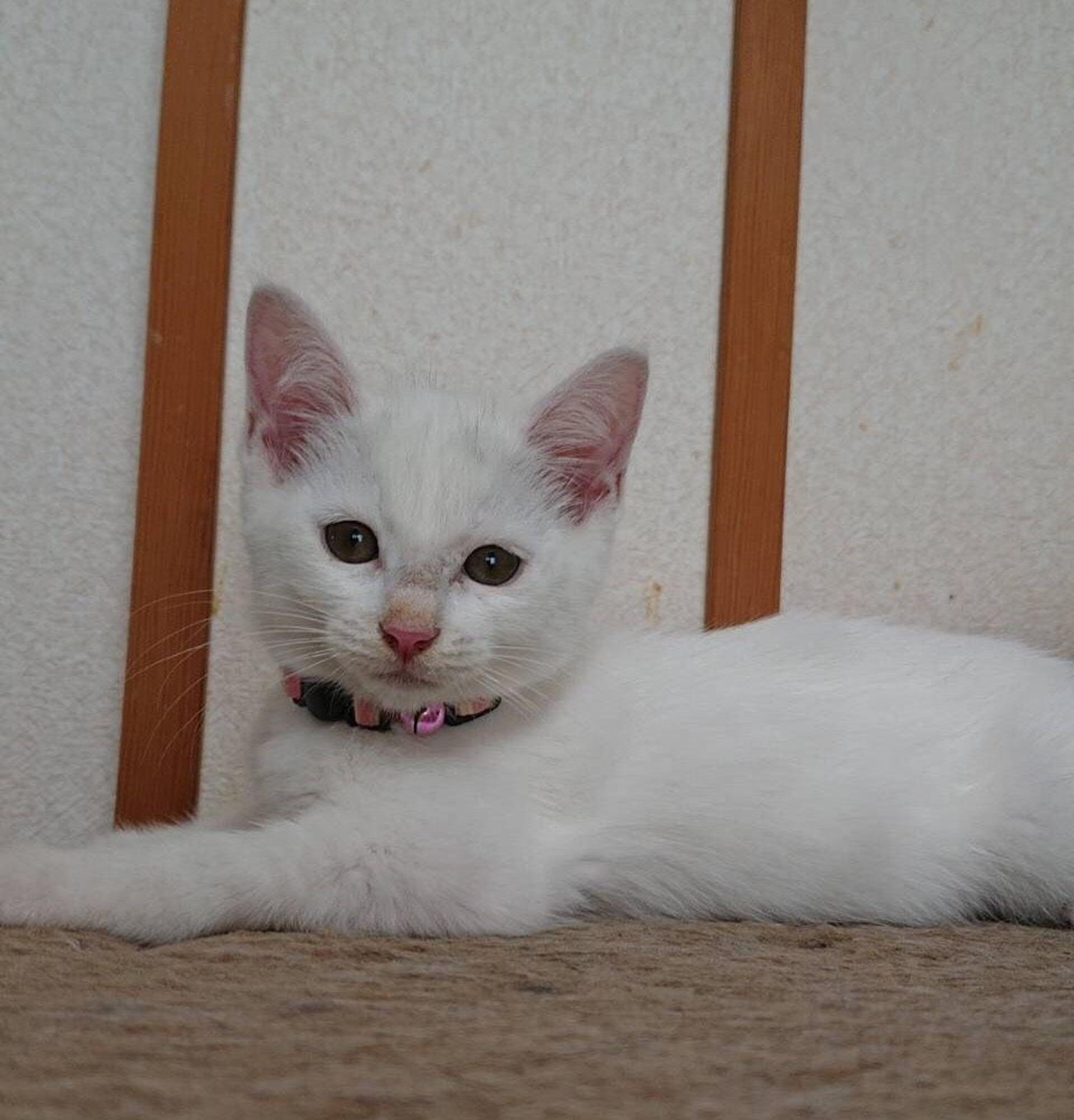 pet-image-6