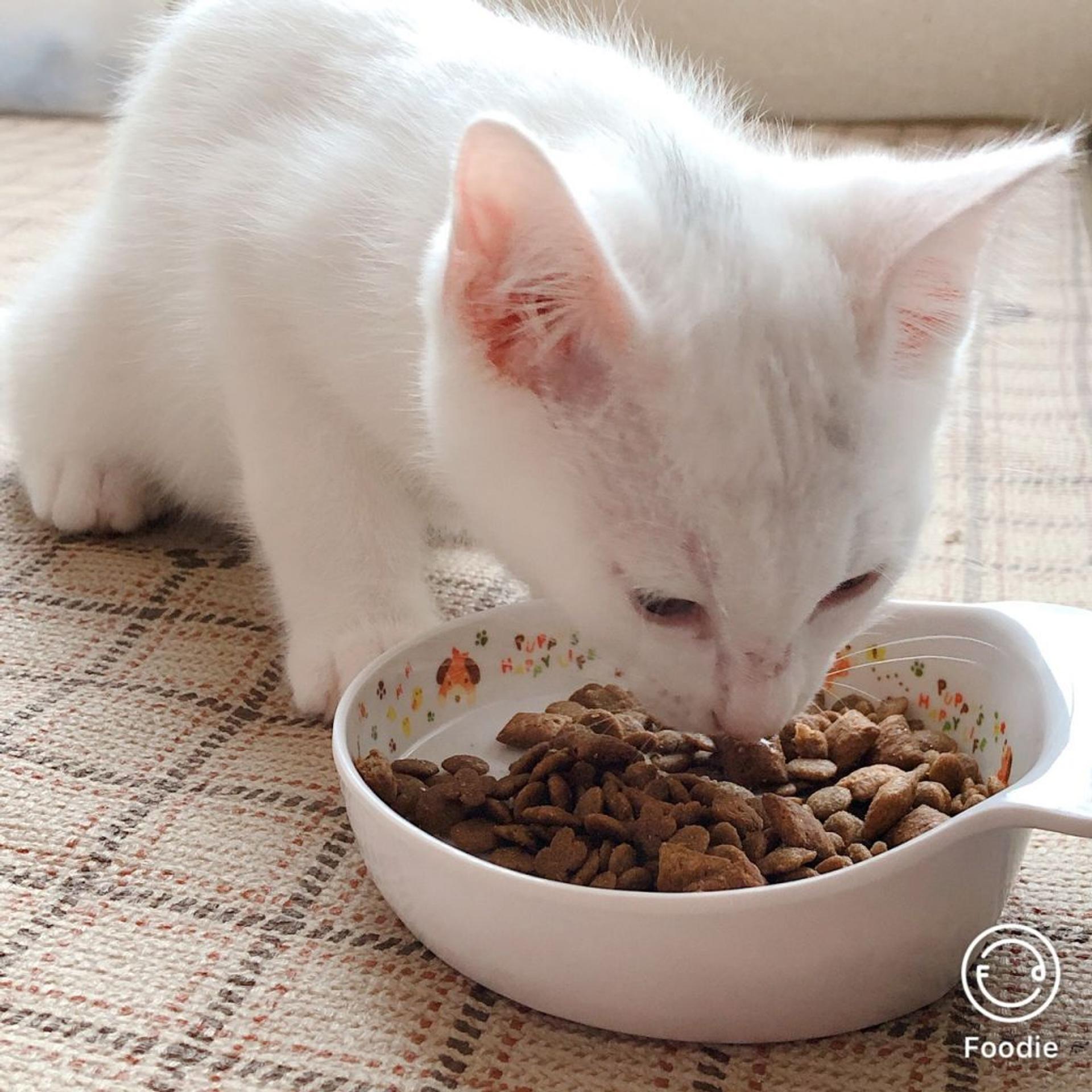 pet-image-8