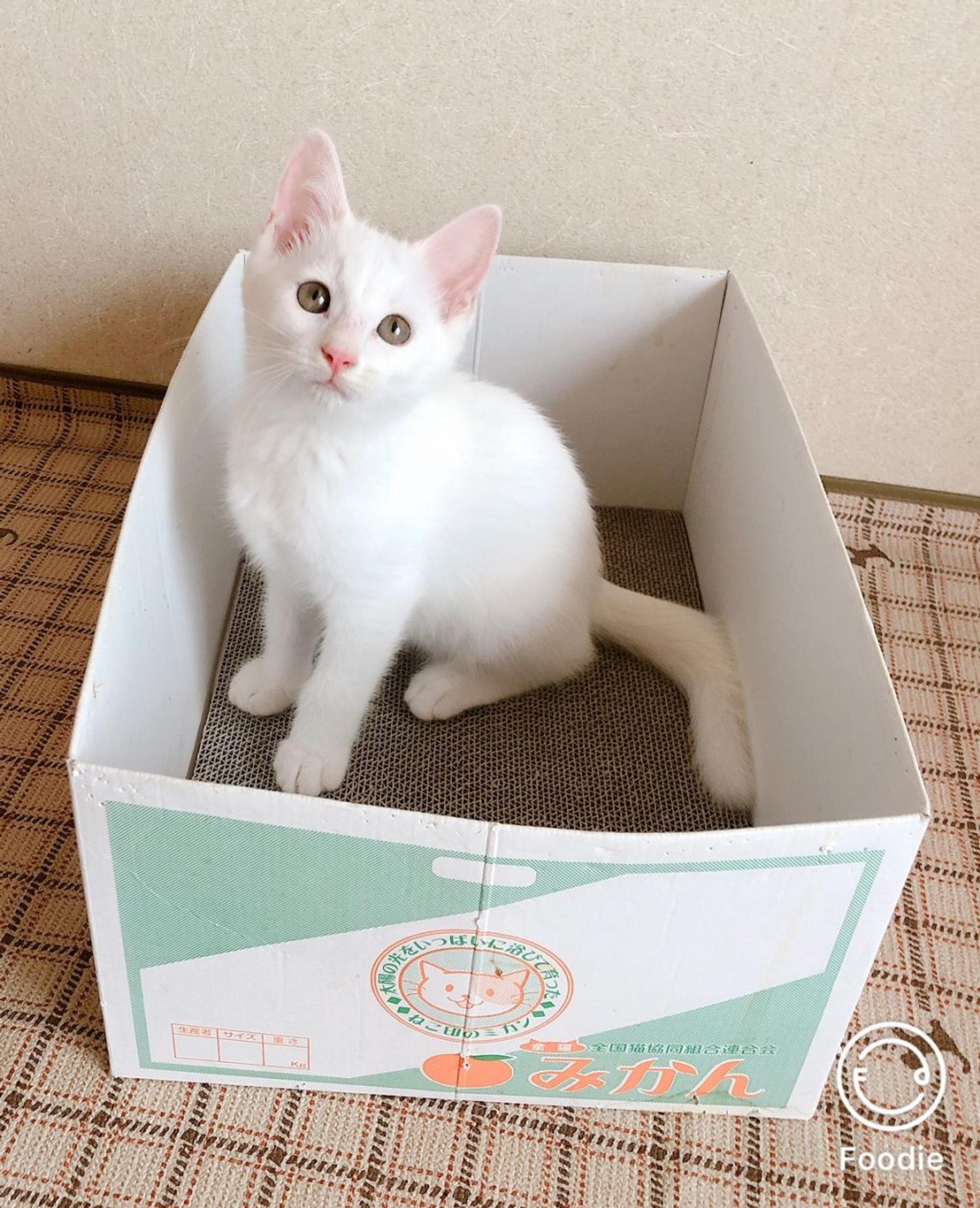 pet-image-3