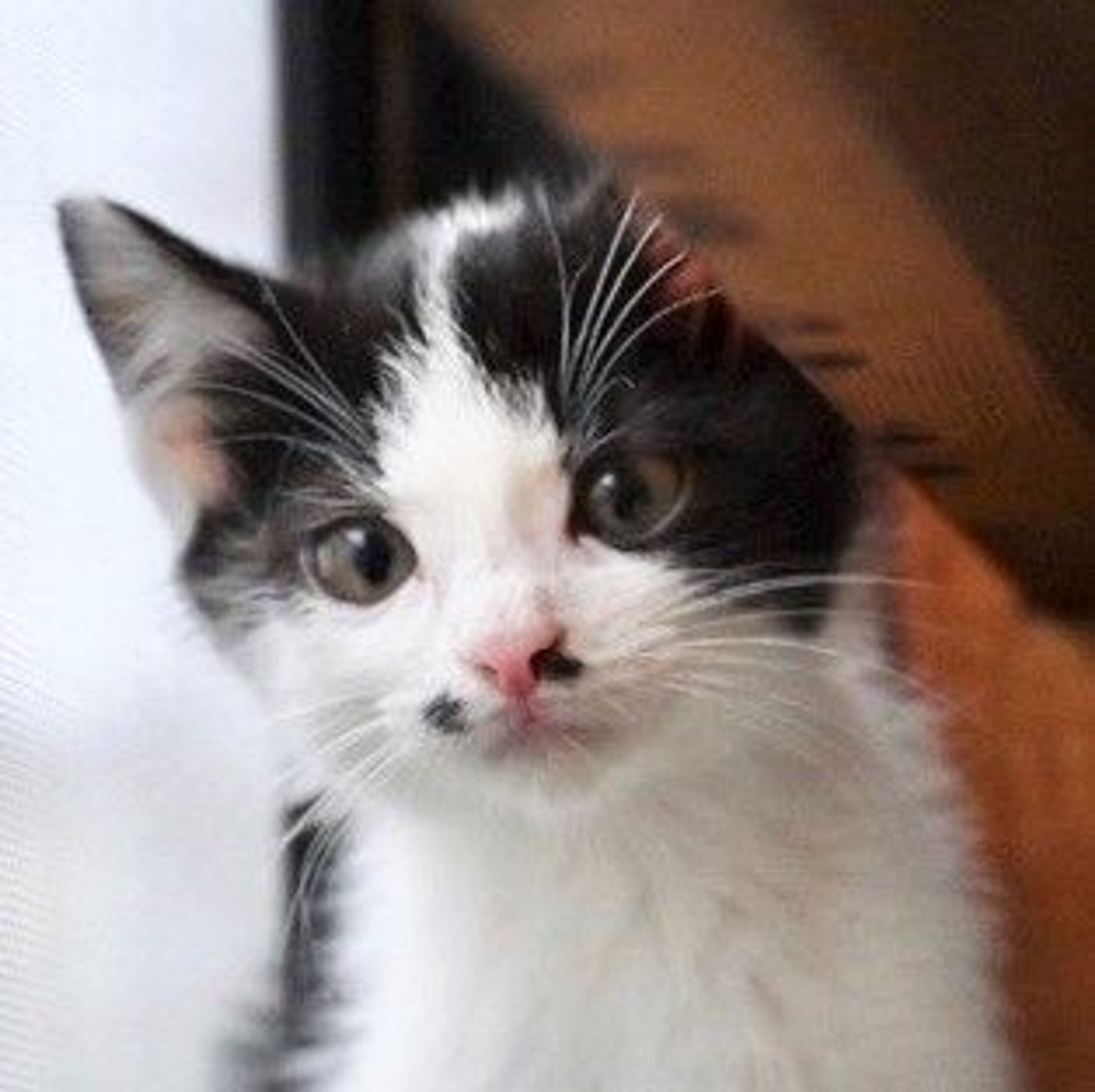 雑種（ミックス猫）・オスの里親募集の写真