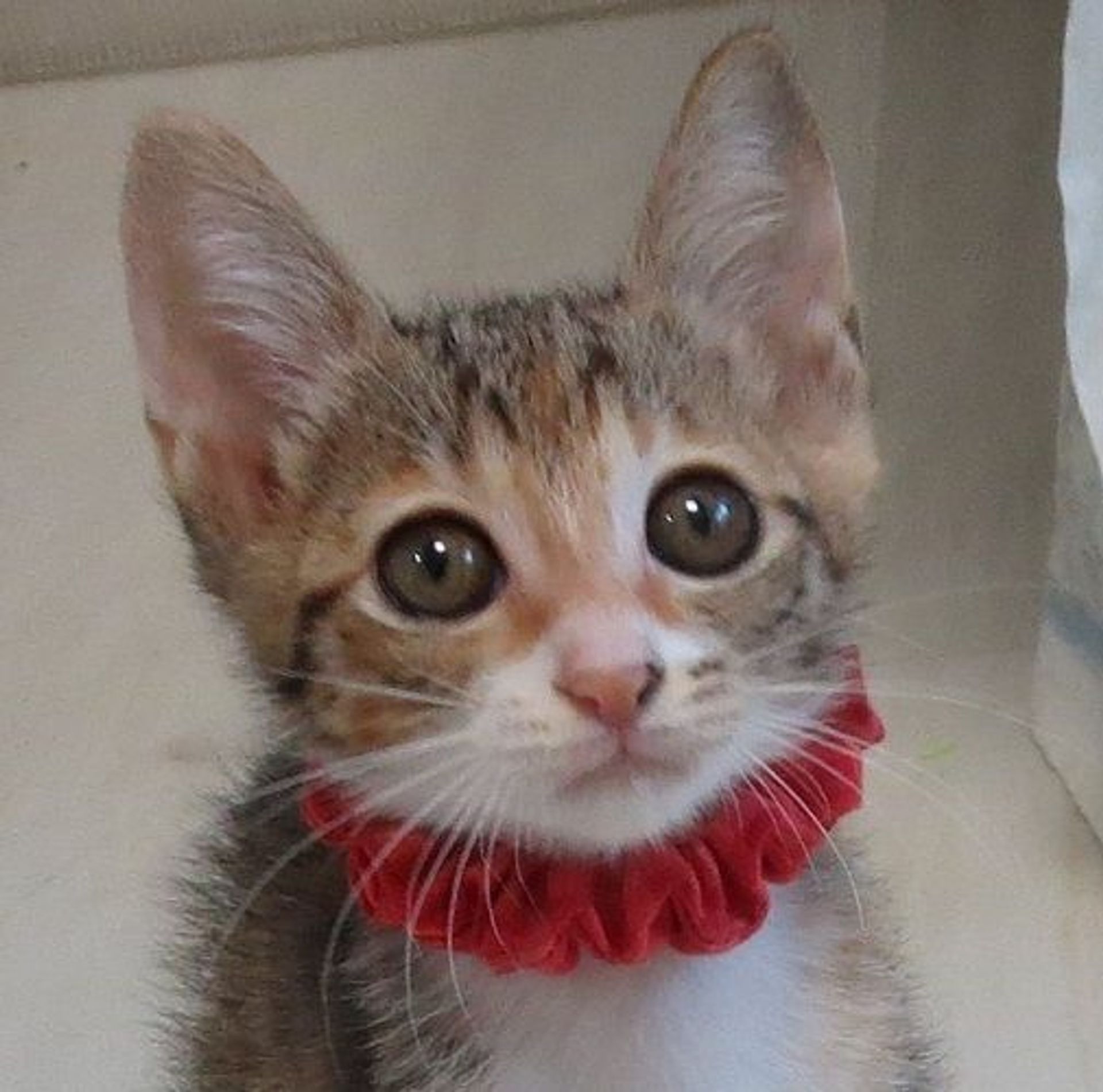 日本猫・メスの里親募集の写真