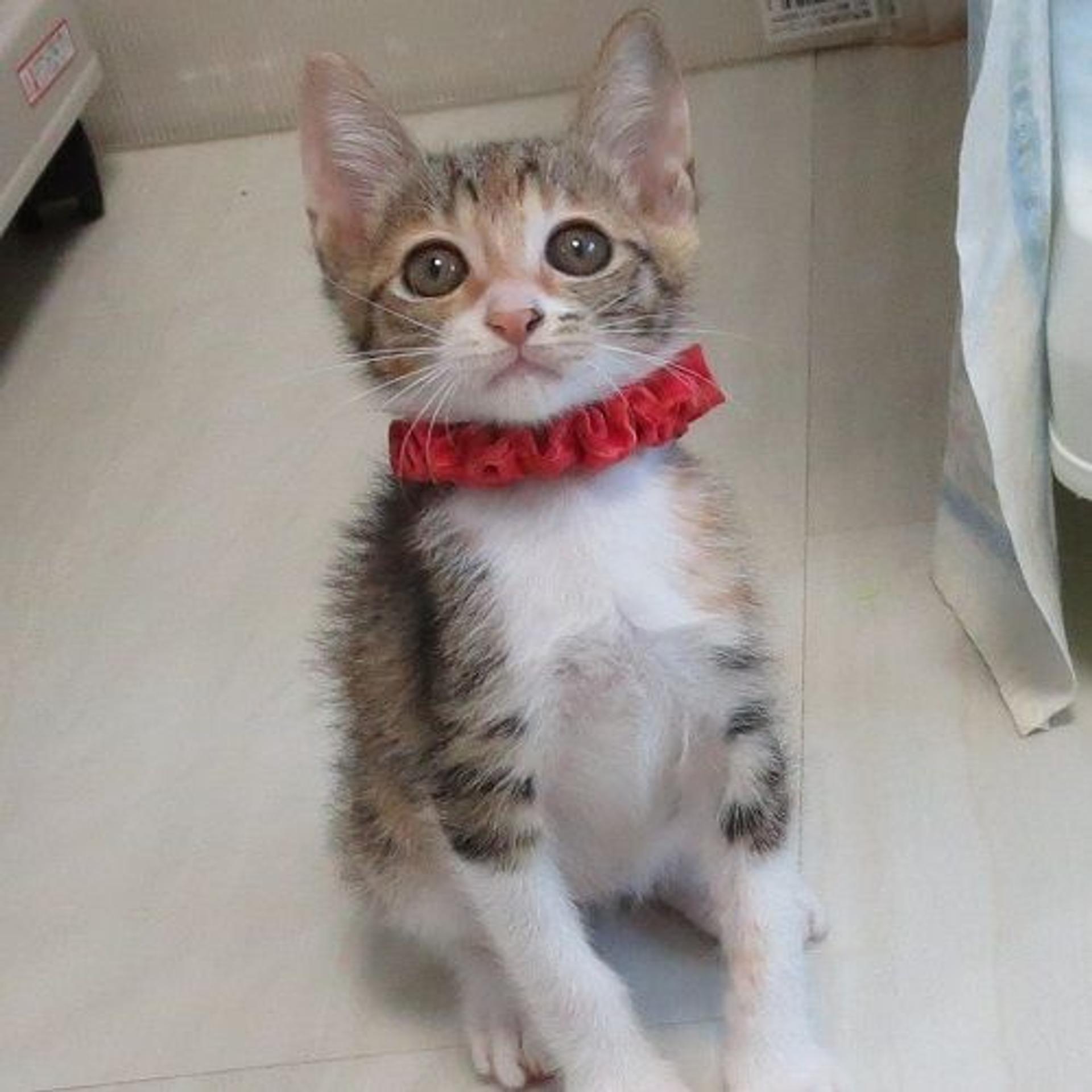 pet-image-2