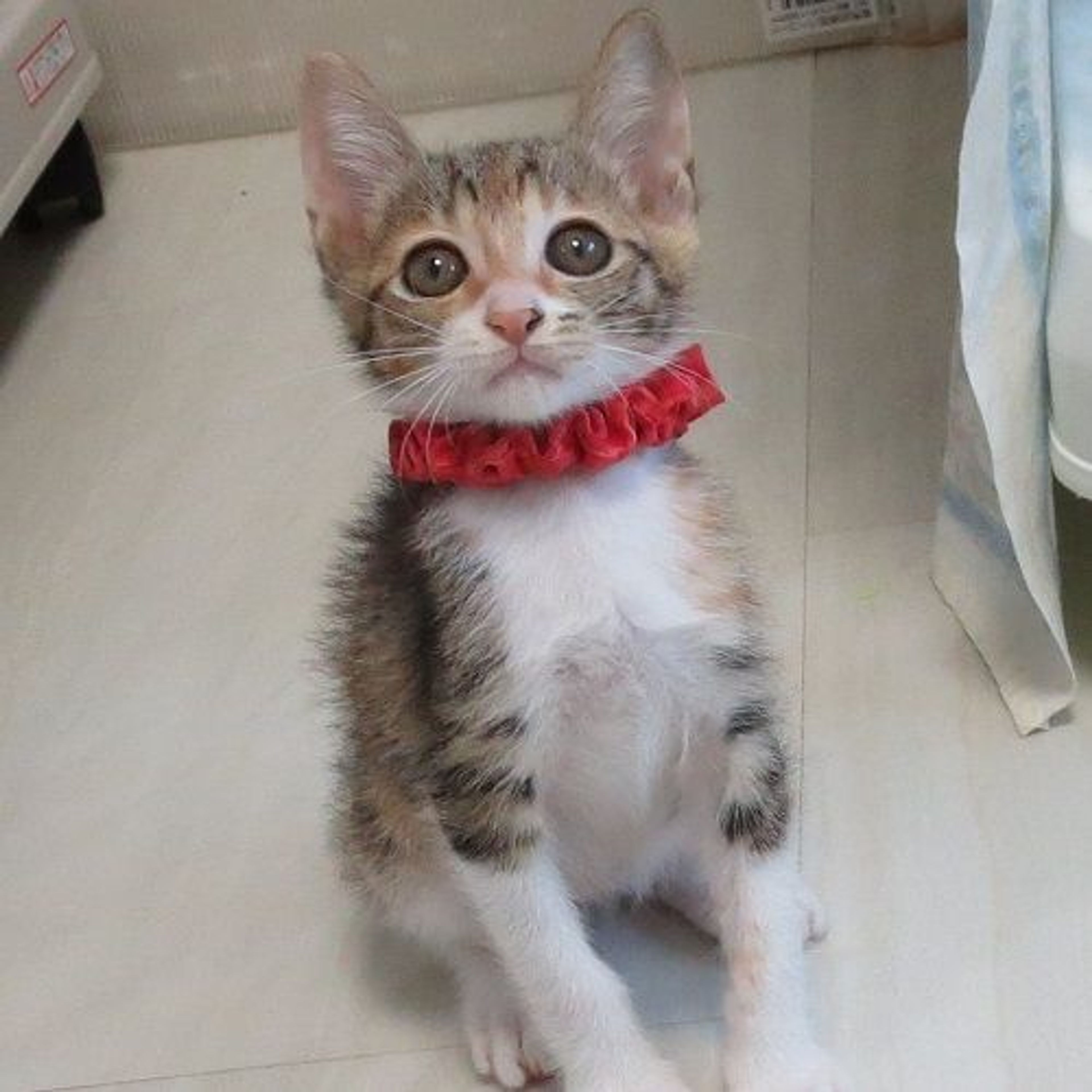 pet-image-2