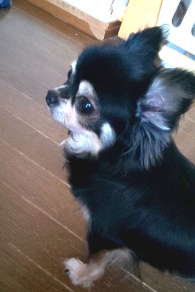 ルルちゃんの写真