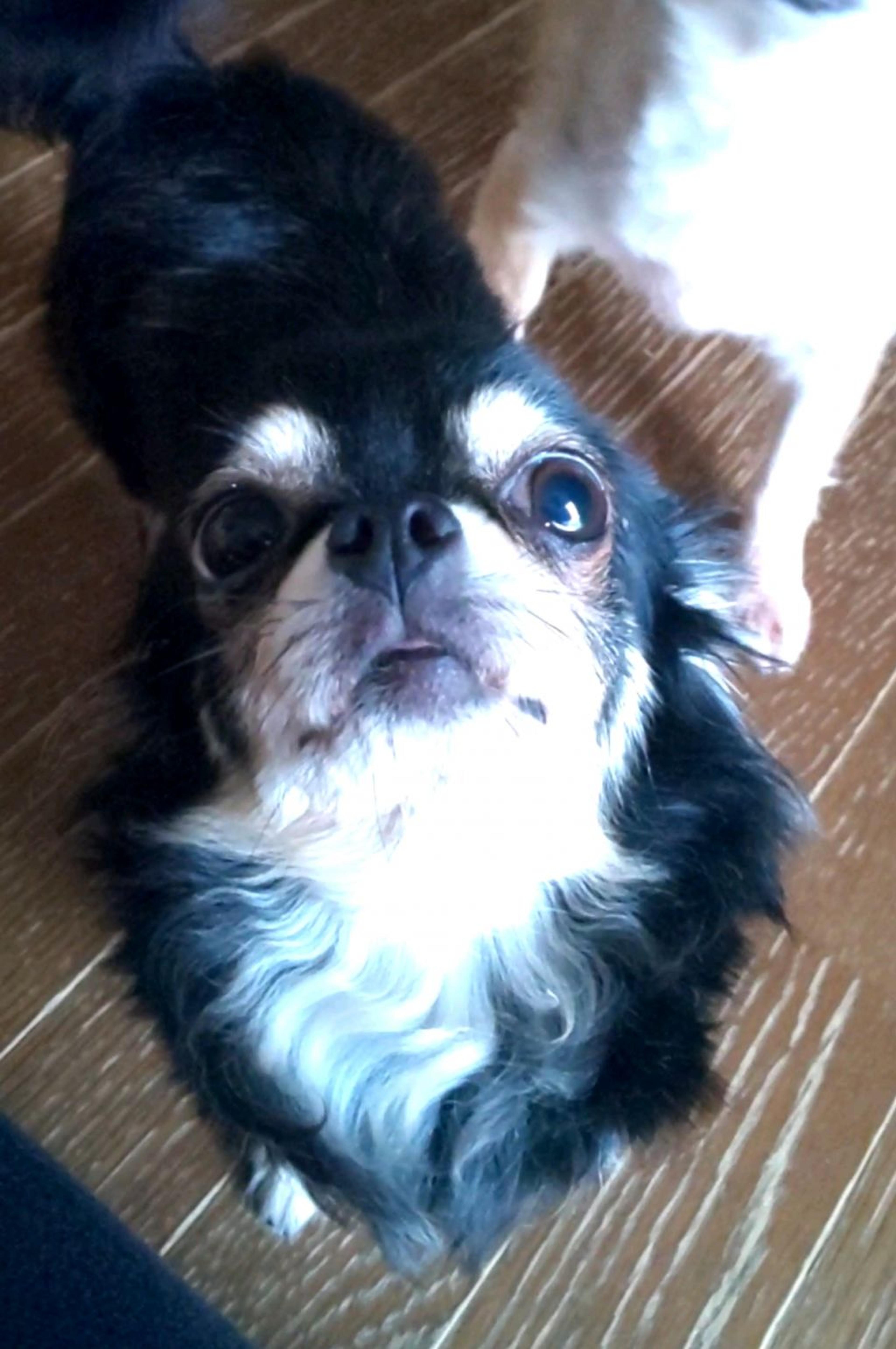 pet-image-2