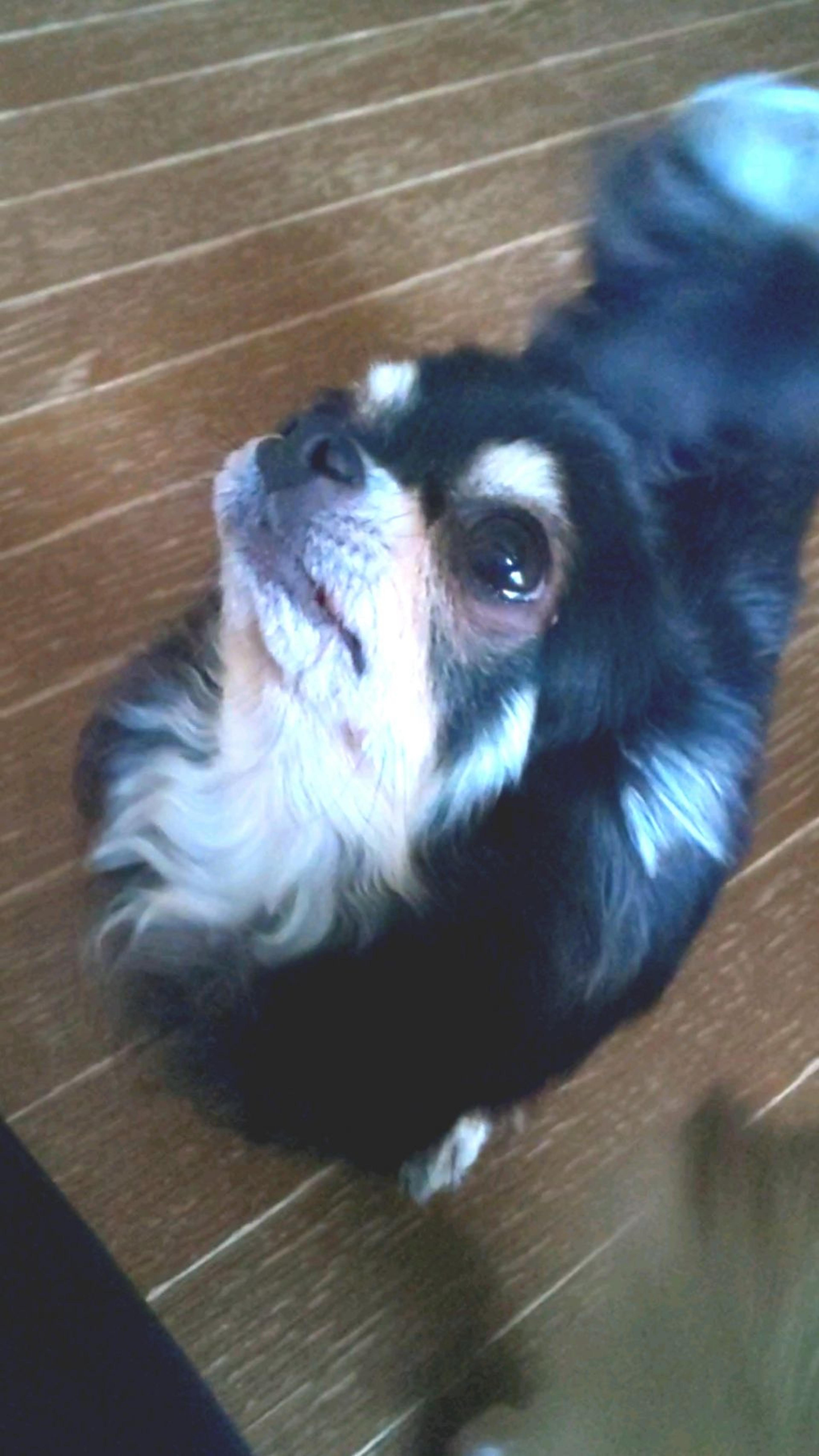 pet-image-3
