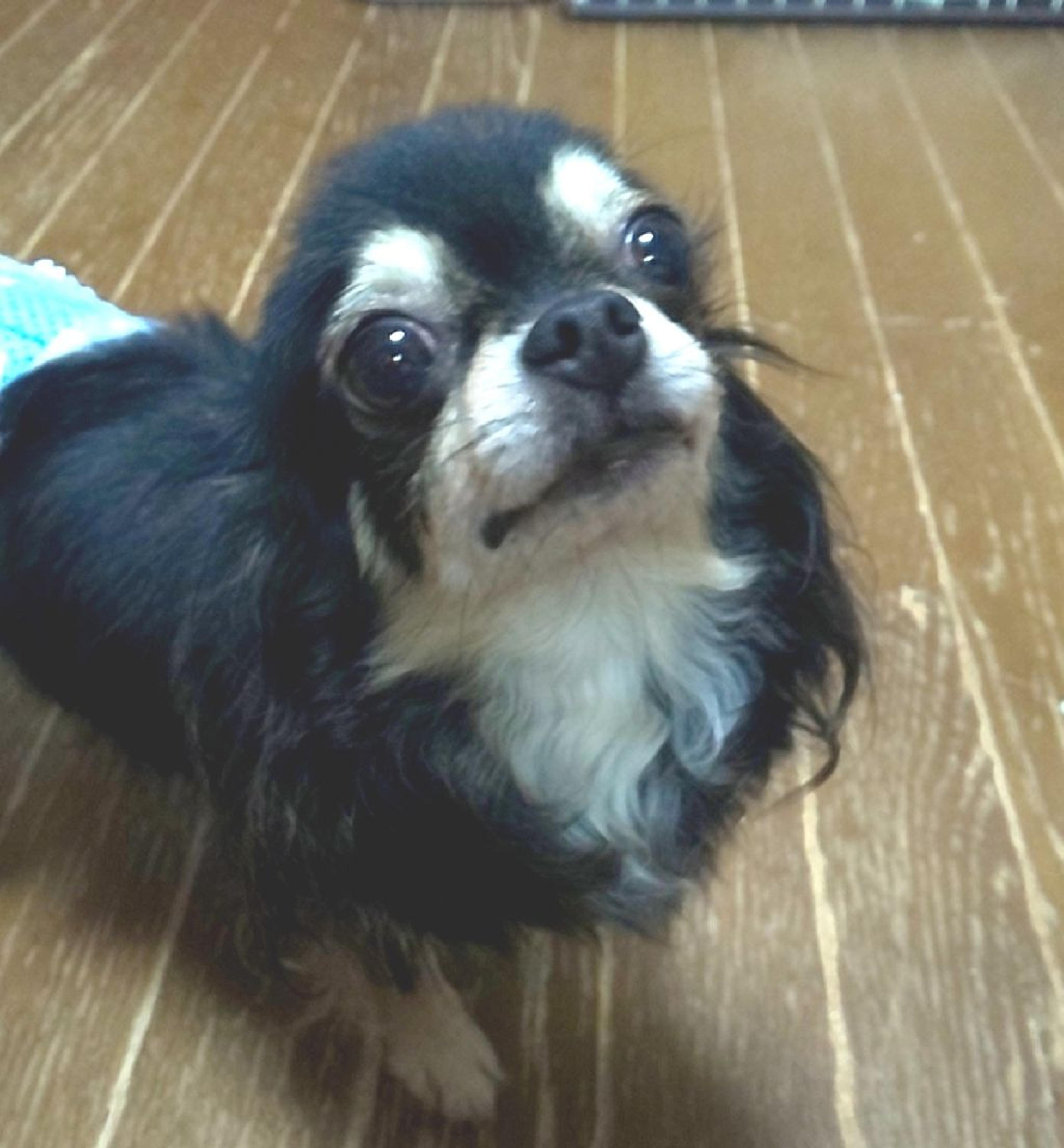 pet-image-4